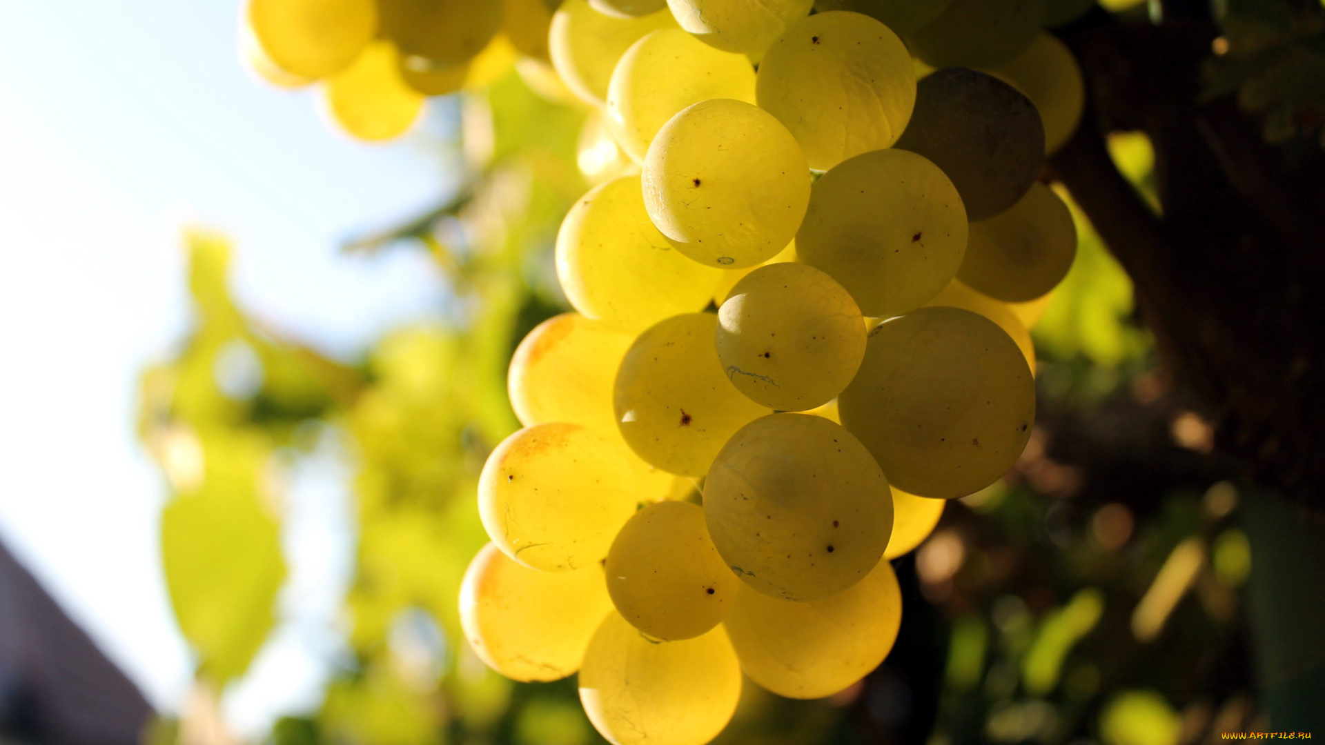 природа, ягоды, , виноград, гроздь