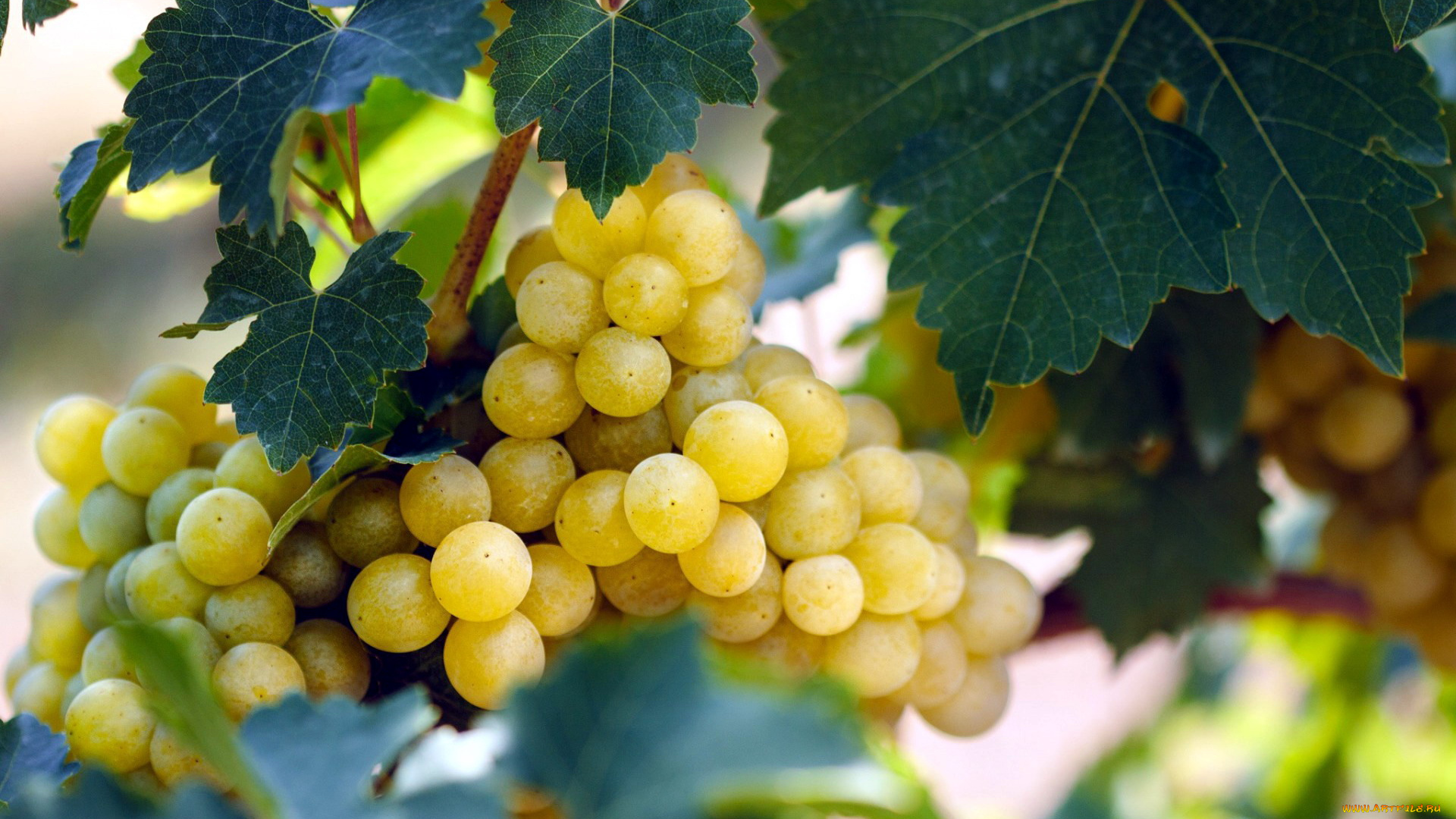 природа, ягоды, , виноград, гроздь