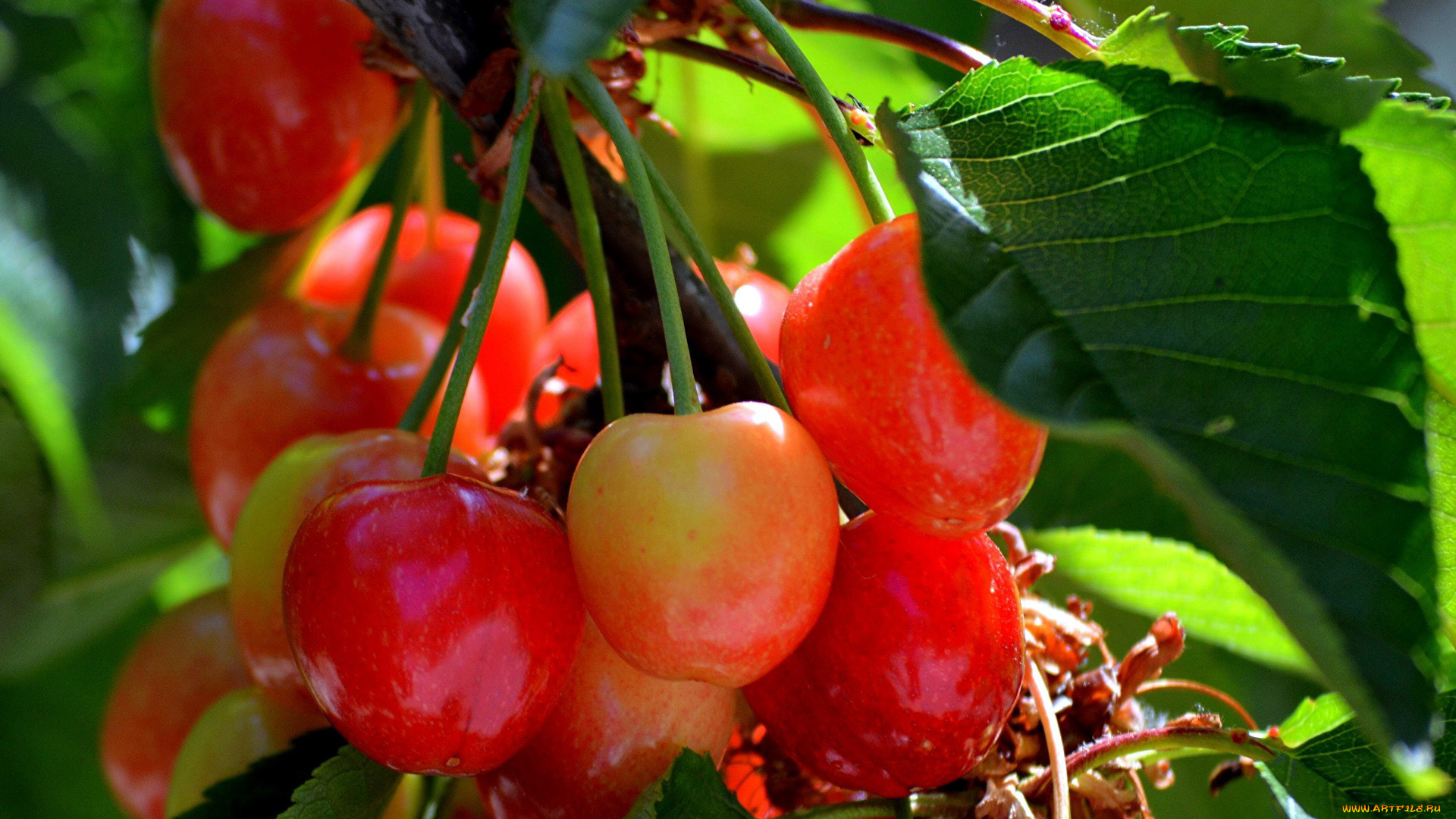 природа, ягоды, черешня