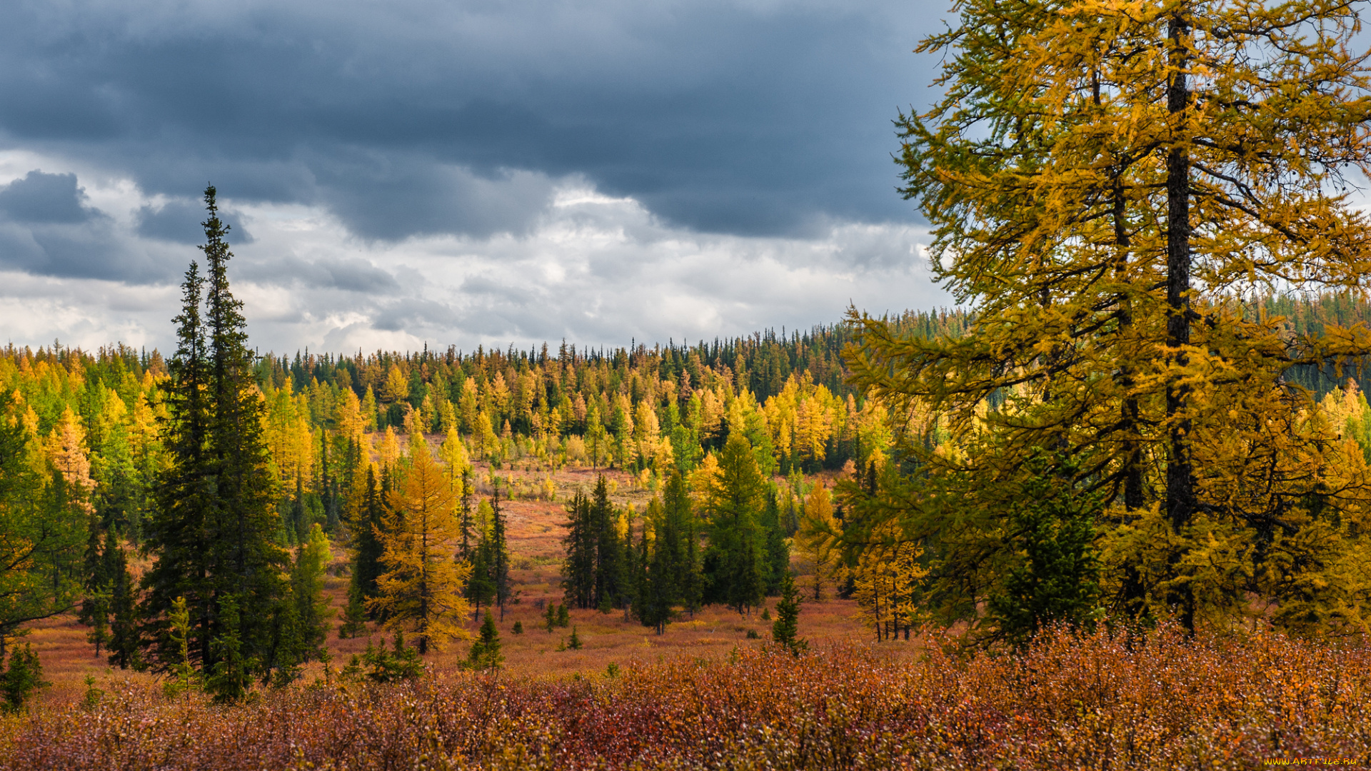 югыд-, ва, природа, лес, югыд-, ва, деревья, коми, небо, тайга