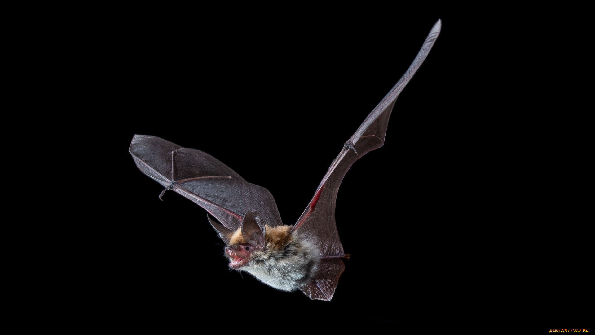 животные, летучие, мыши, летучая, мышь