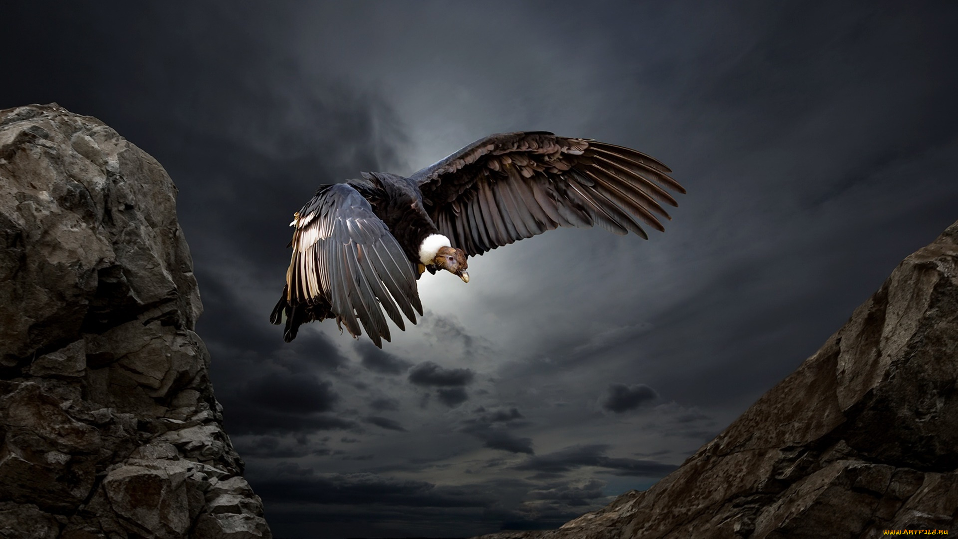 животные, птицы, -, хищники, condor