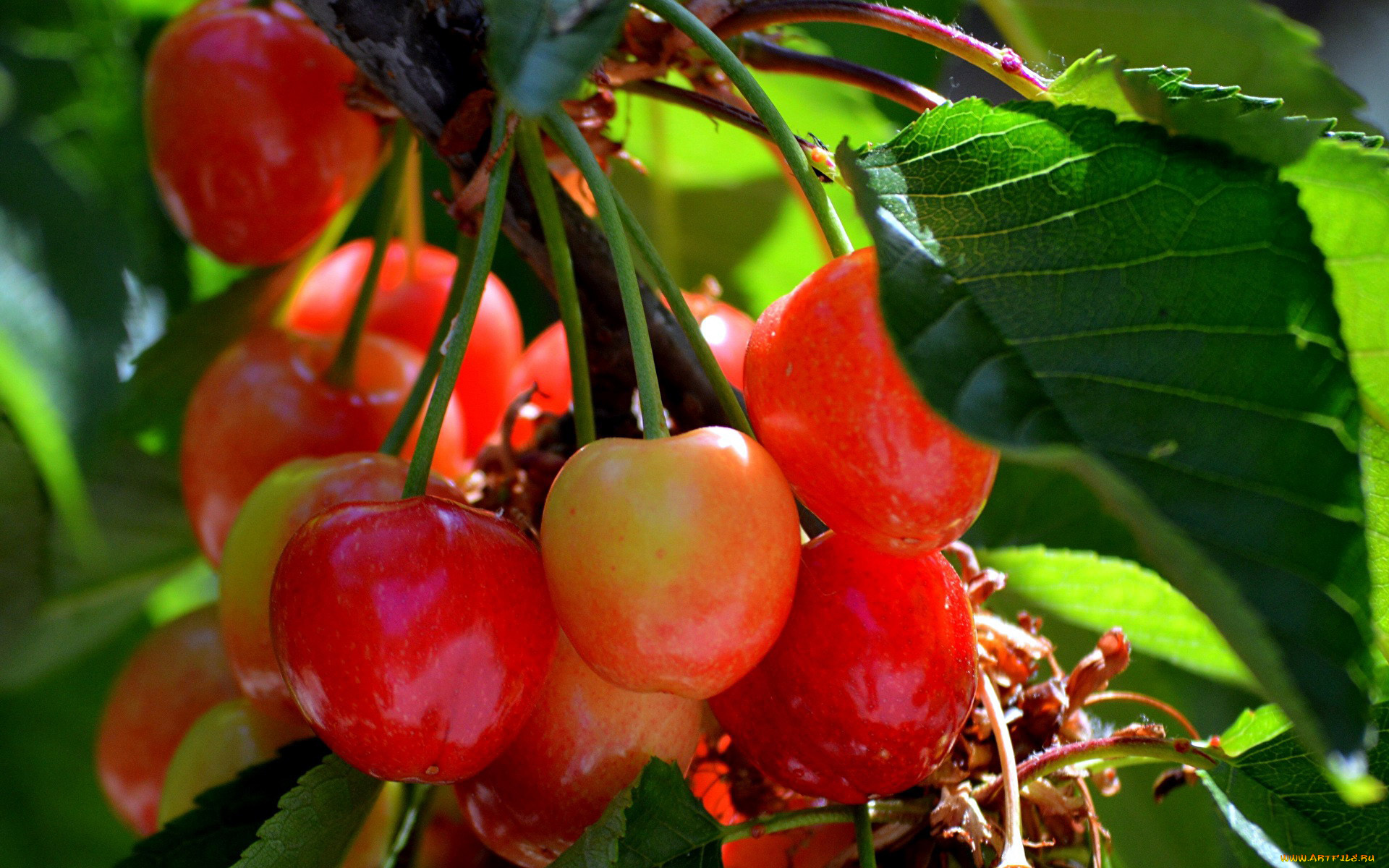 природа, ягоды, черешня