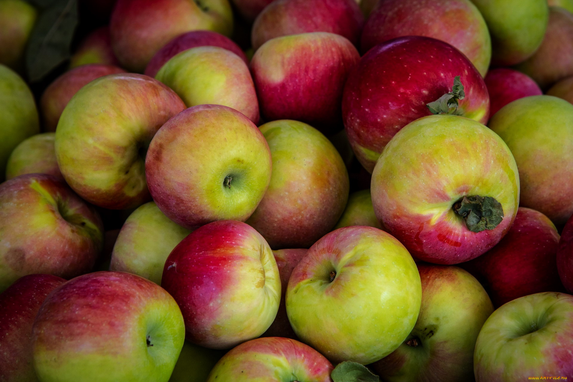 еда, яблоки