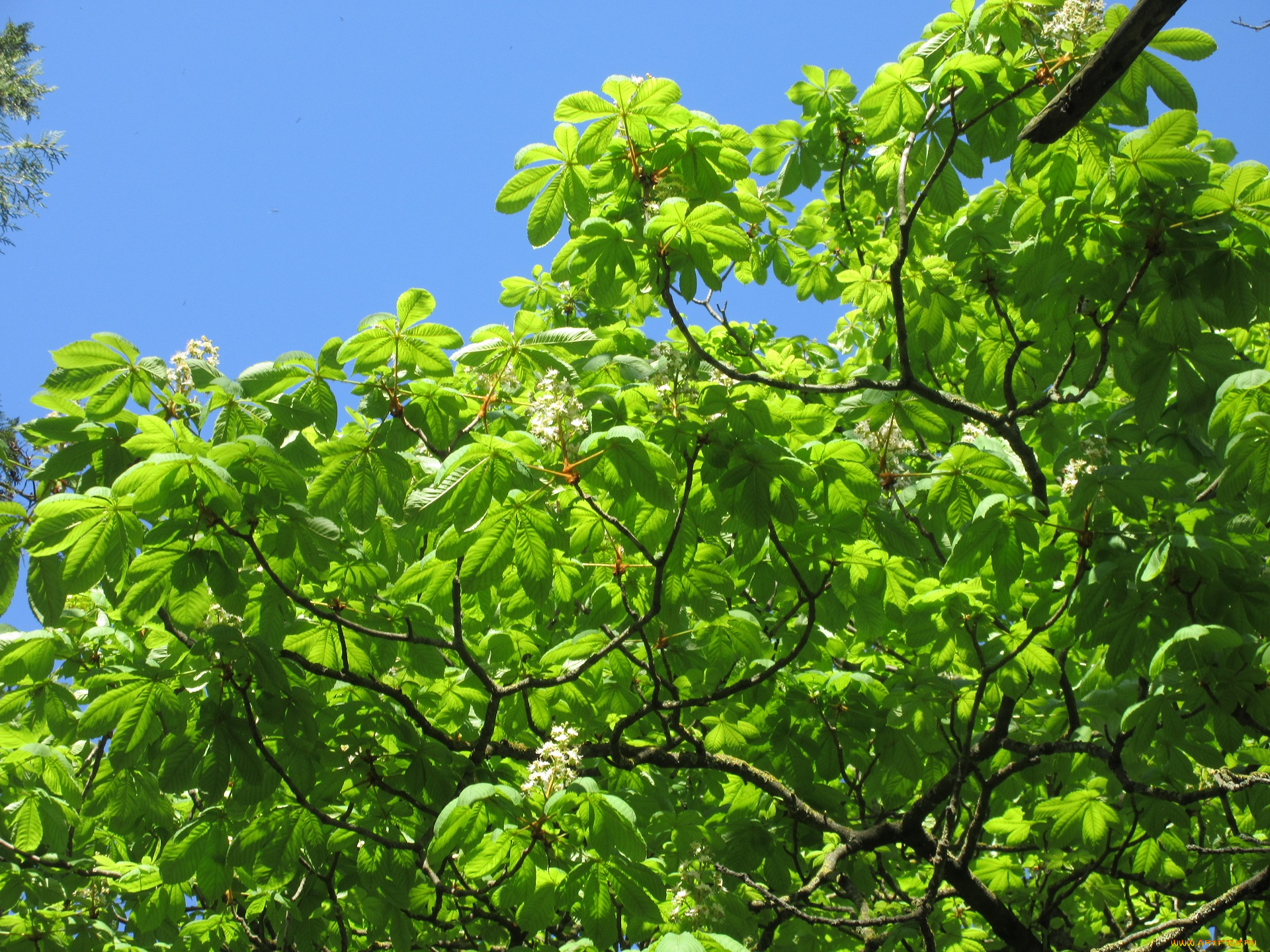 природа, деревья, весна, 2018