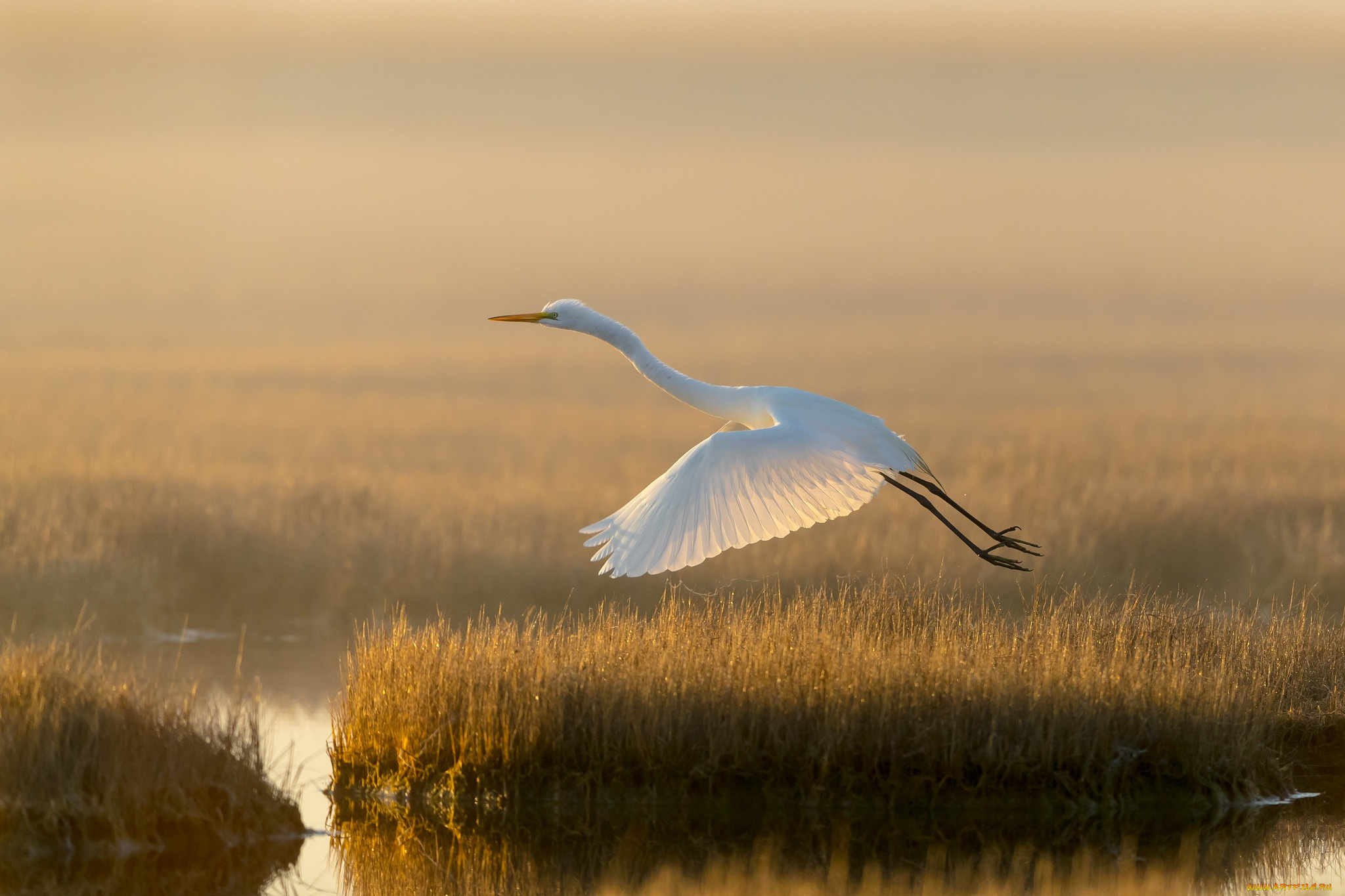 животные, цапли, , выпи, свет, озеро, птица, болото, белая, цапля