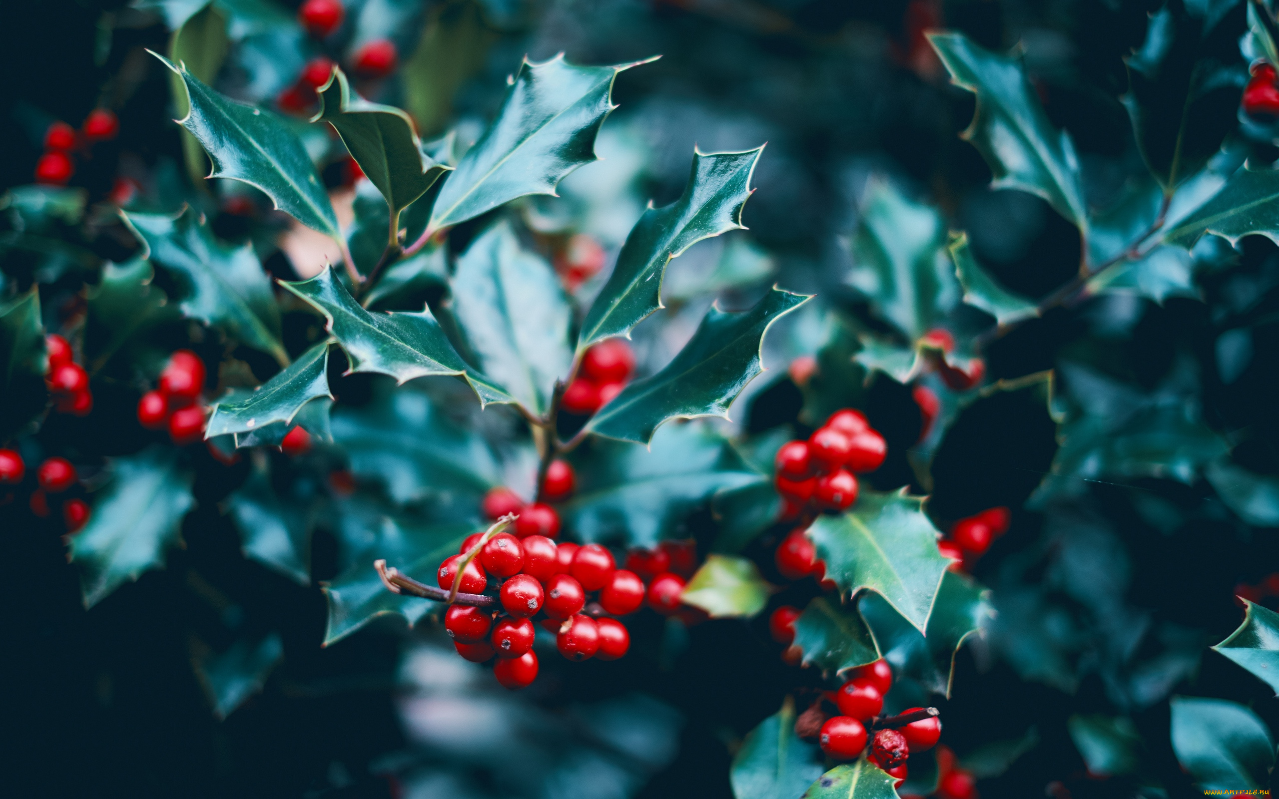 природа, ягоды, остролист