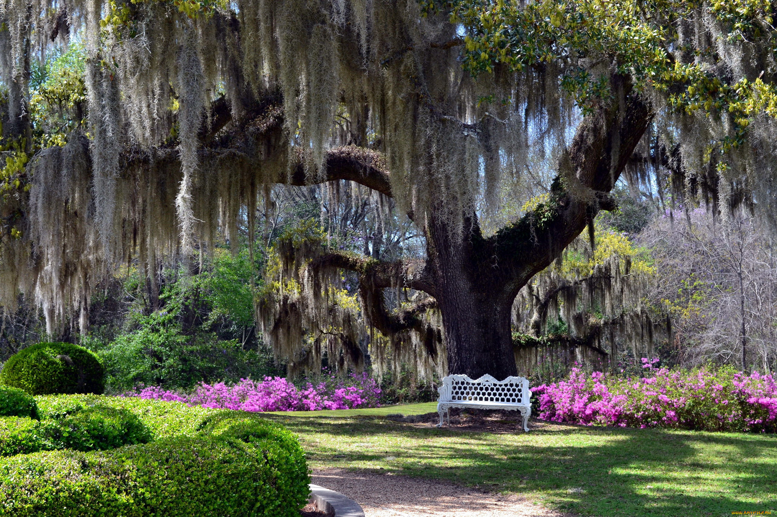 природа, парк, скамейка, дерево
