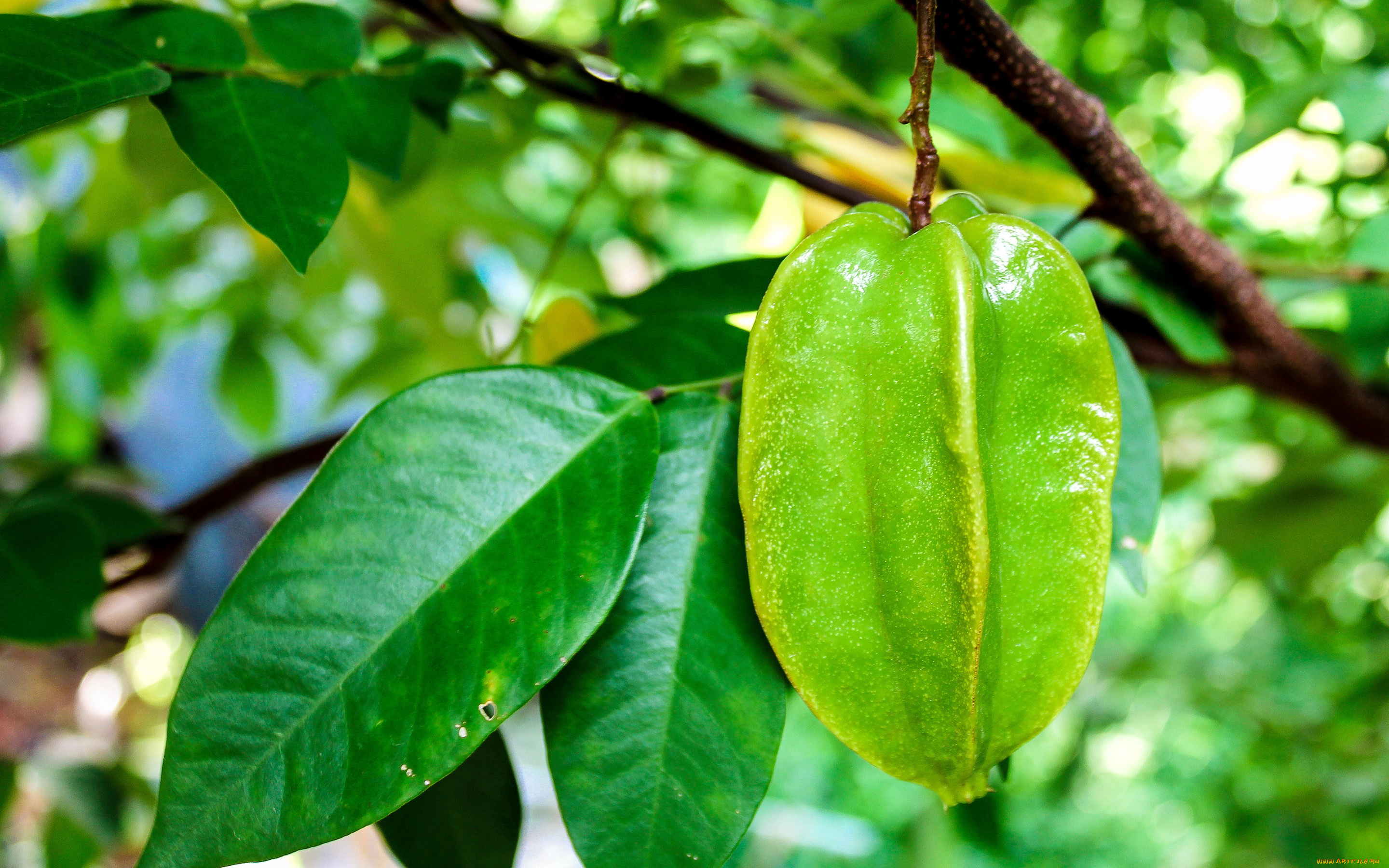 природа, плоды, карамбола