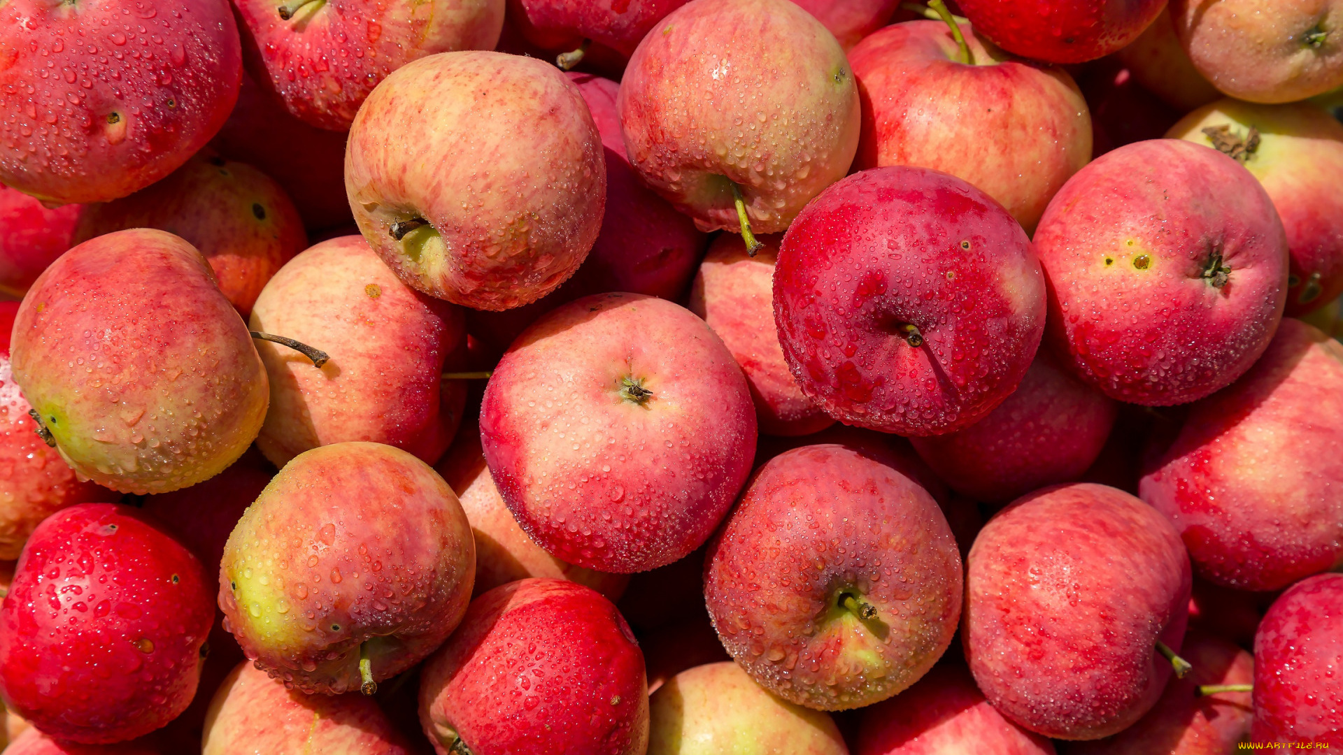 еда, яблоки, урожай