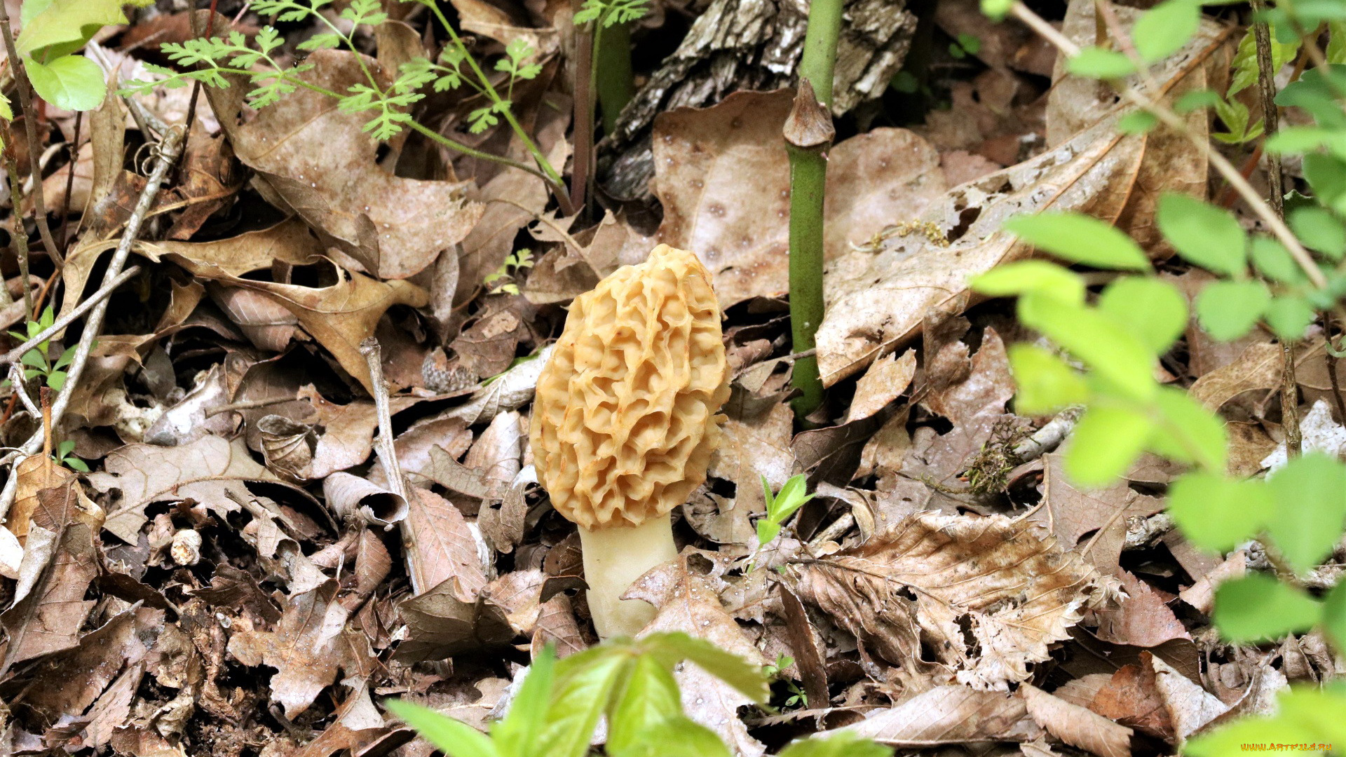 природа, грибы, листья, гриб