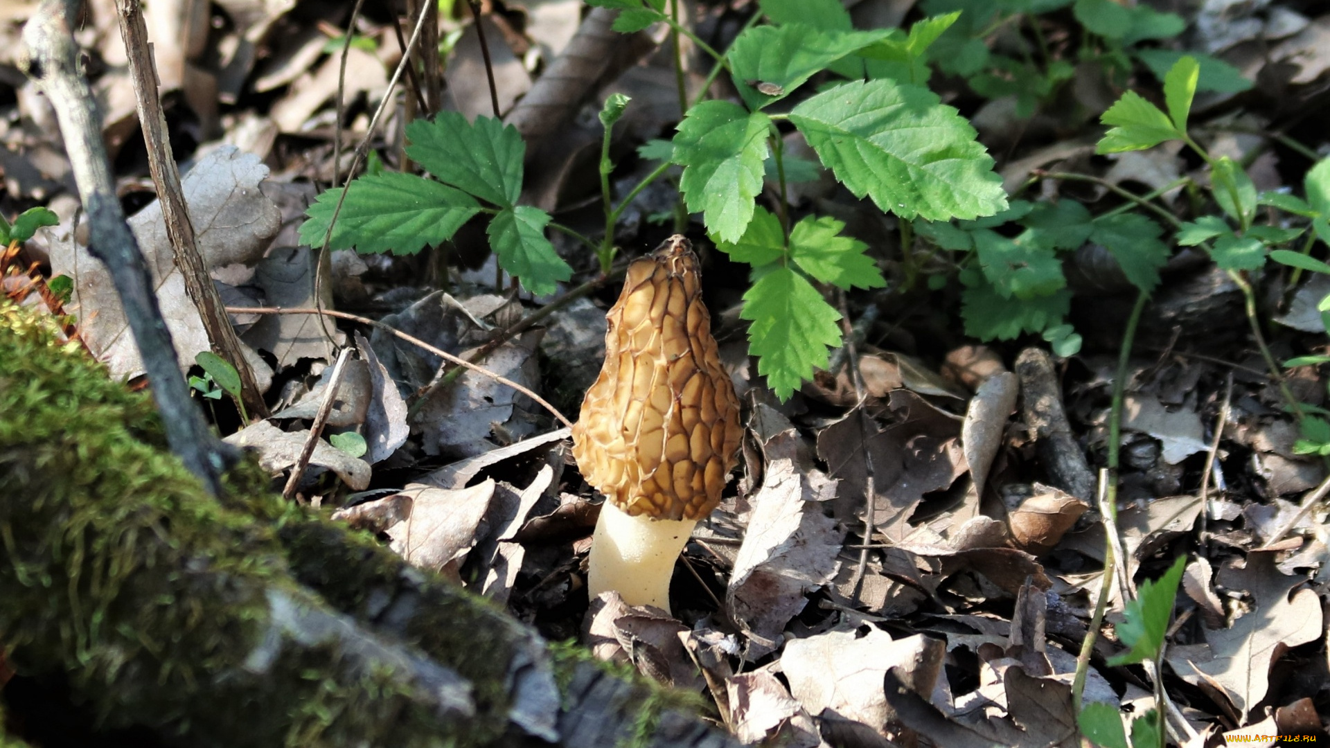 природа, грибы, листья, гриб