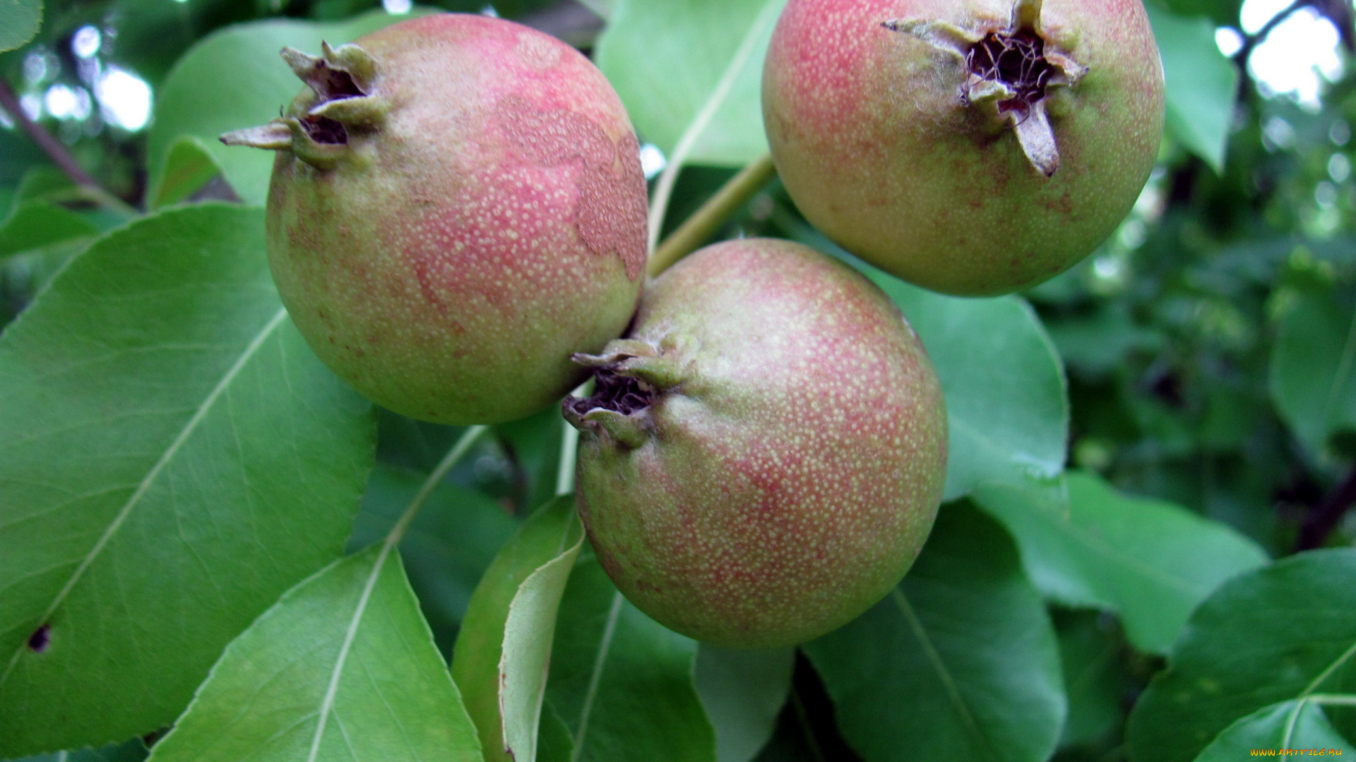 природа, плоды, груши