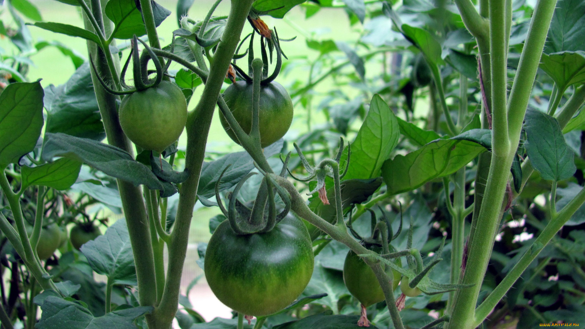 природа, плоды, помидоры