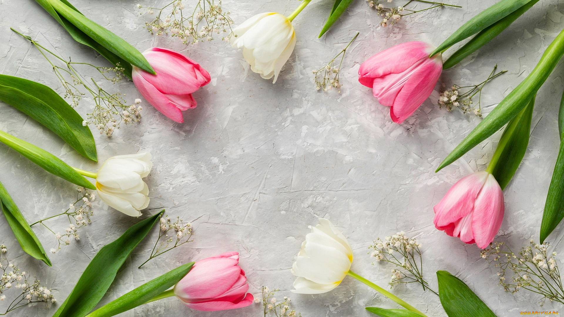 цветы, тюльпаны, разноцветные, бутоны