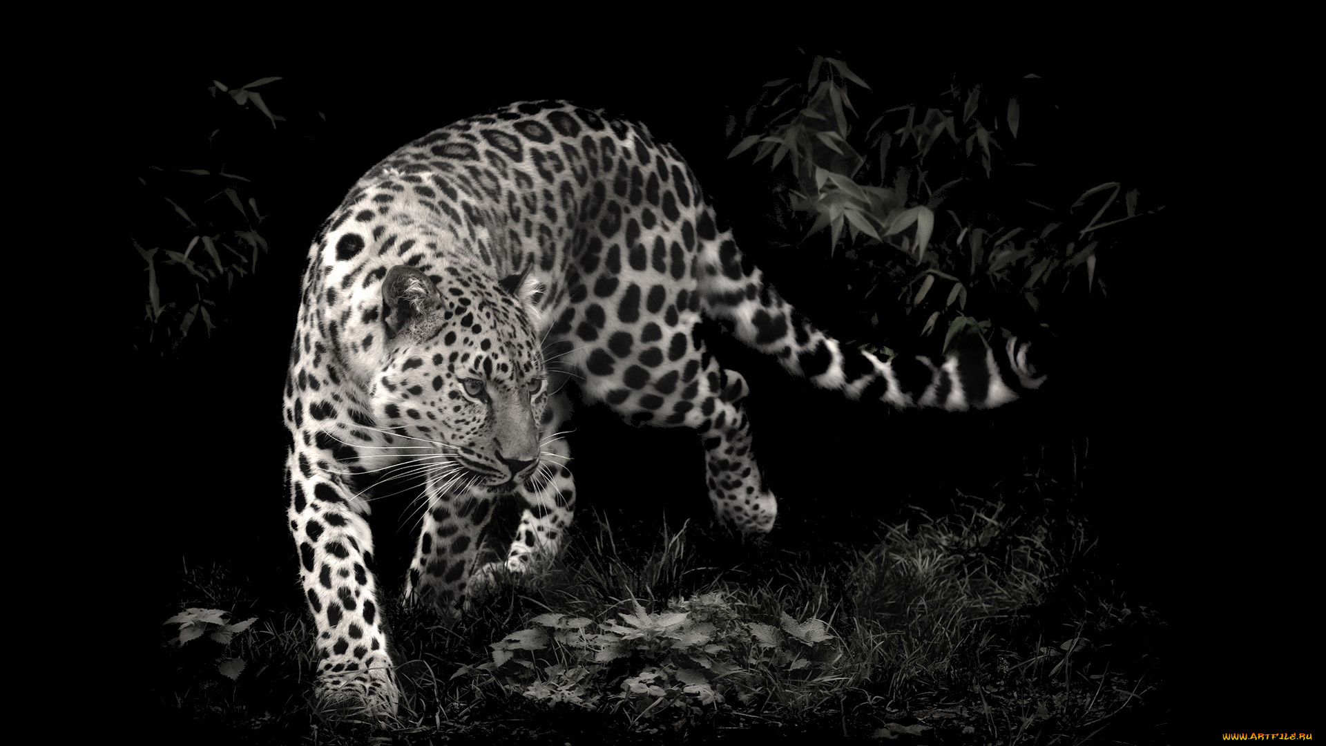 животные, леопарды, леопард, кусты