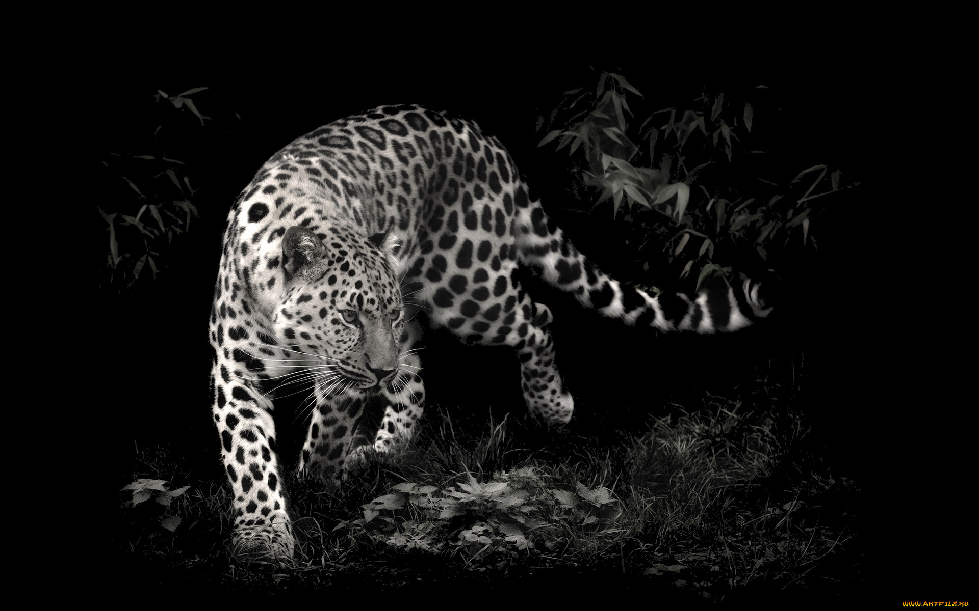 животные, леопарды, леопард, кусты