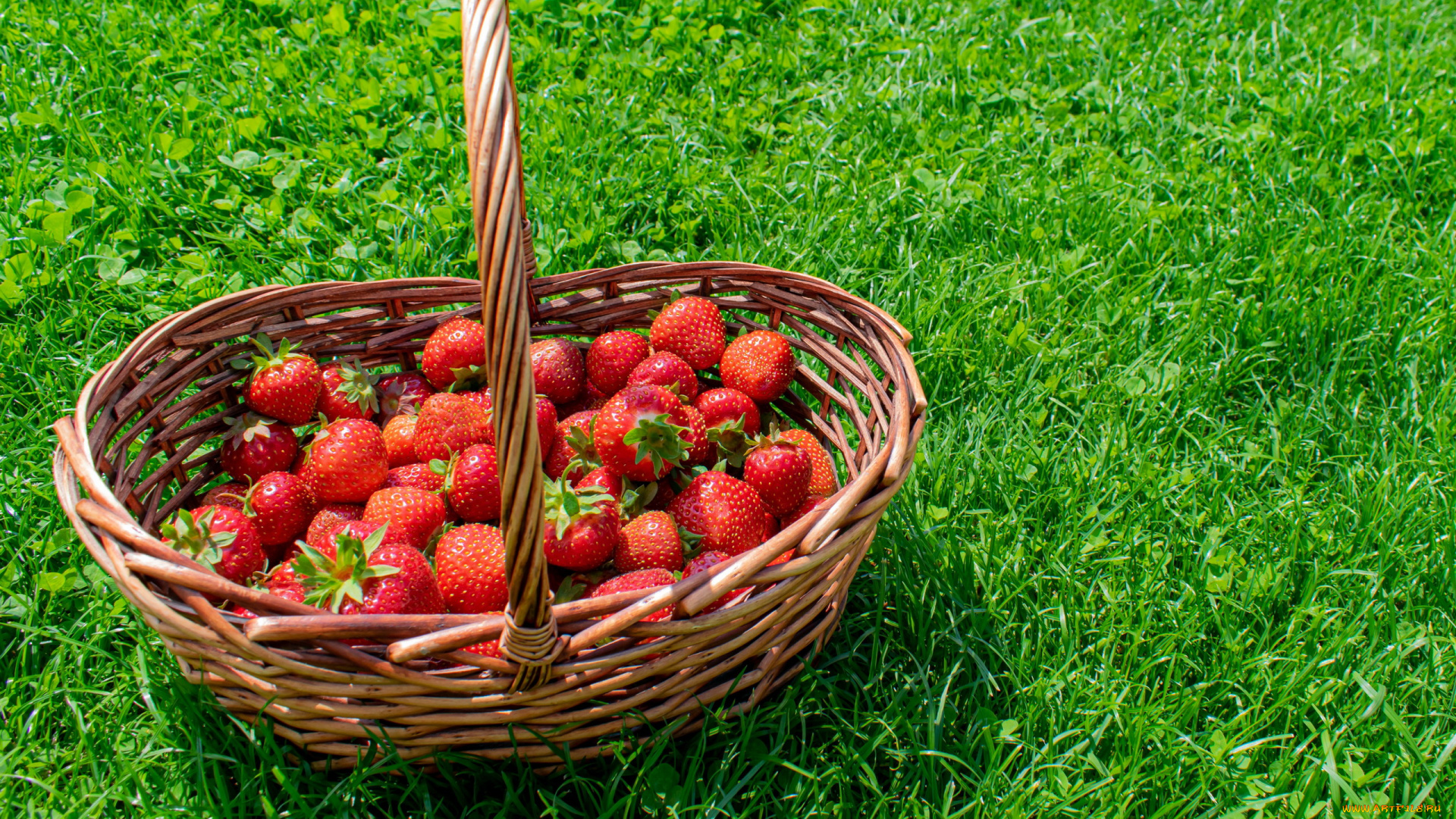 еда, клубника, , земляника, трава, спелая, корзинка