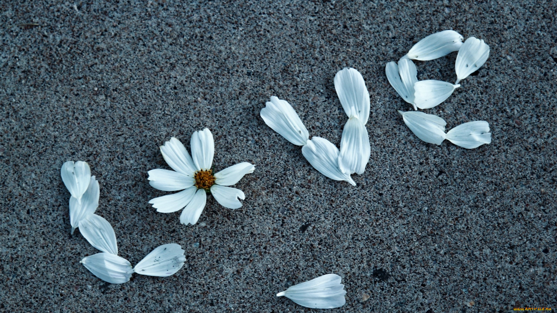 цветы, космея, белая, лепестки