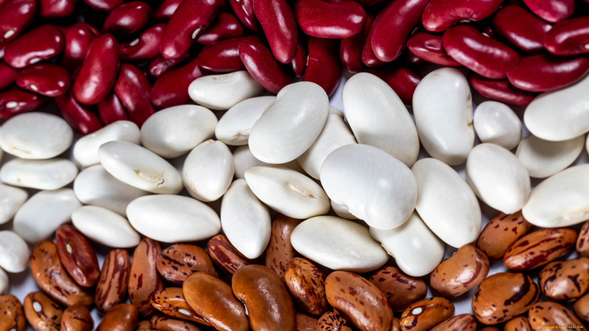еда, бобовые, фасоль, разноцветная