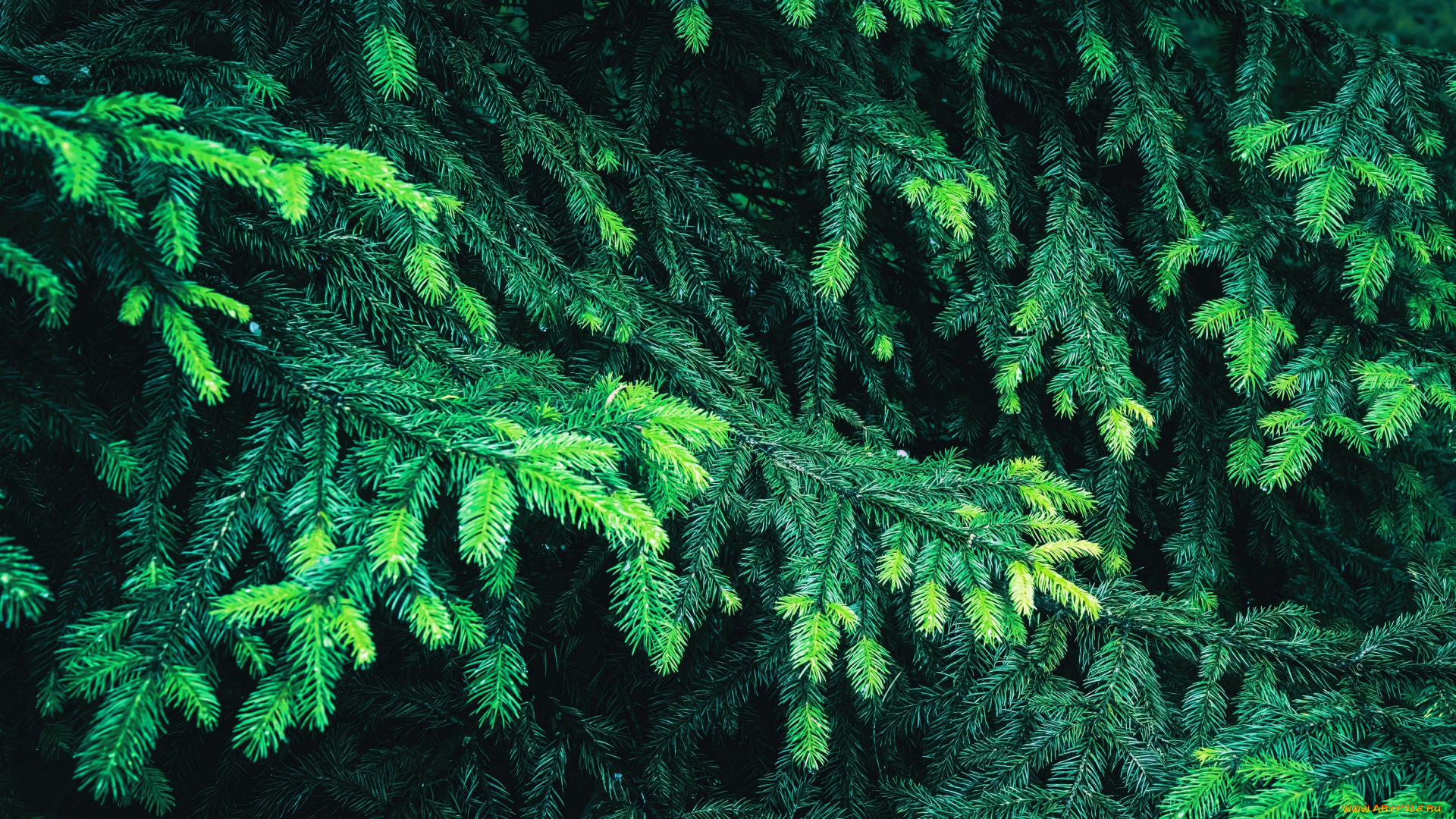 природа, деревья, ёлка, хвоя, ветки