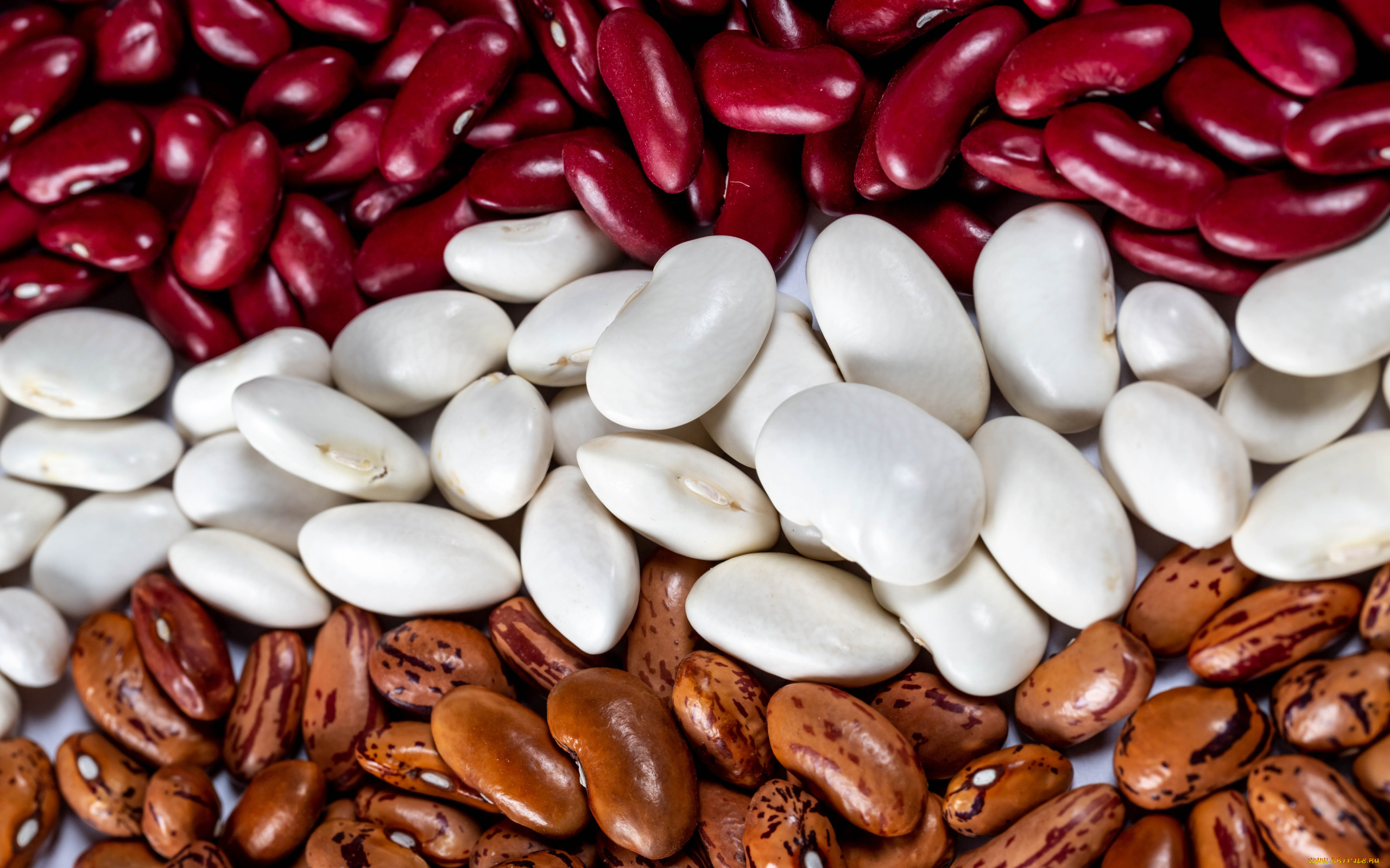 еда, бобовые, фасоль, разноцветная