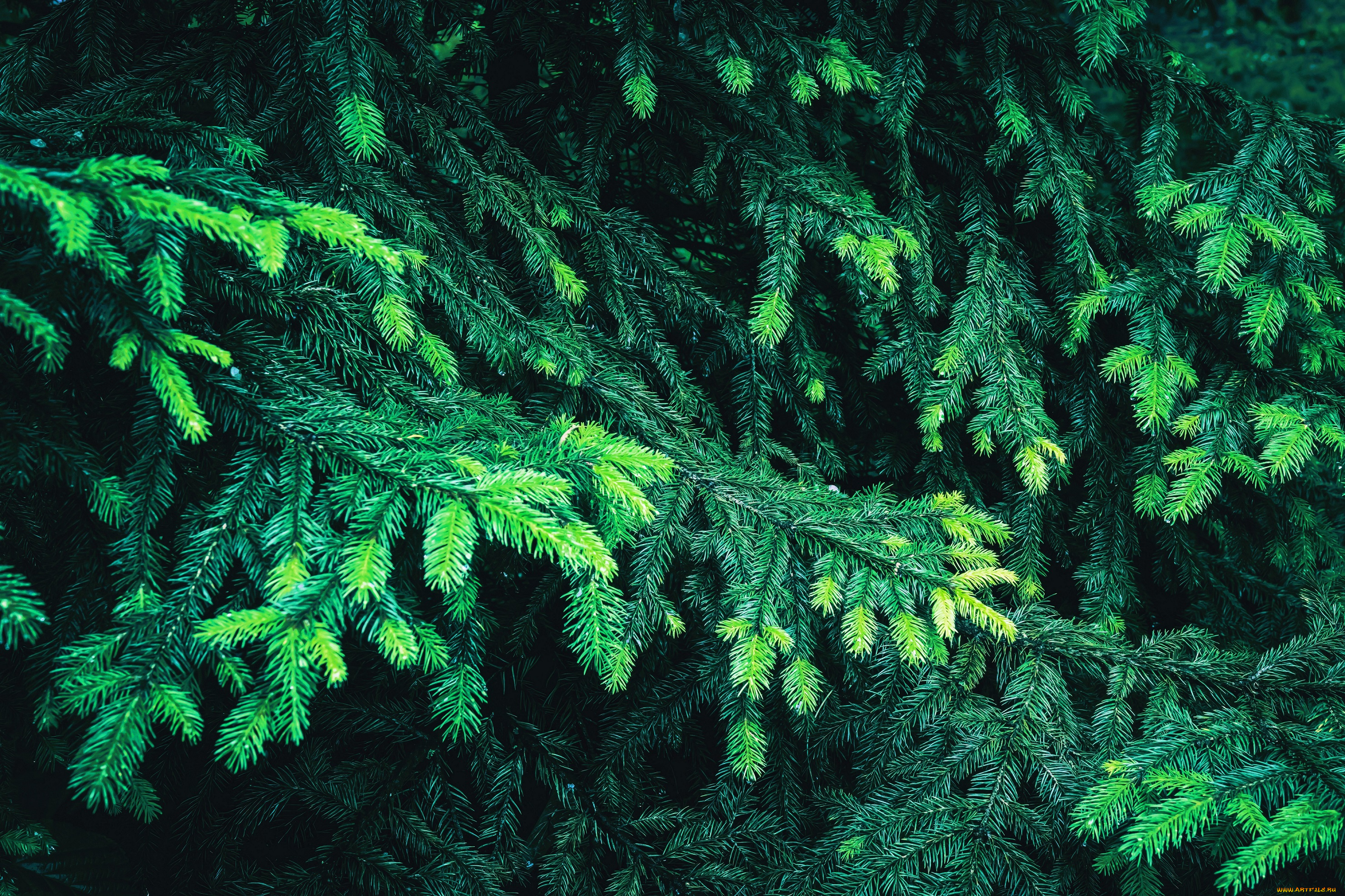 природа, деревья, ёлка, хвоя, ветки