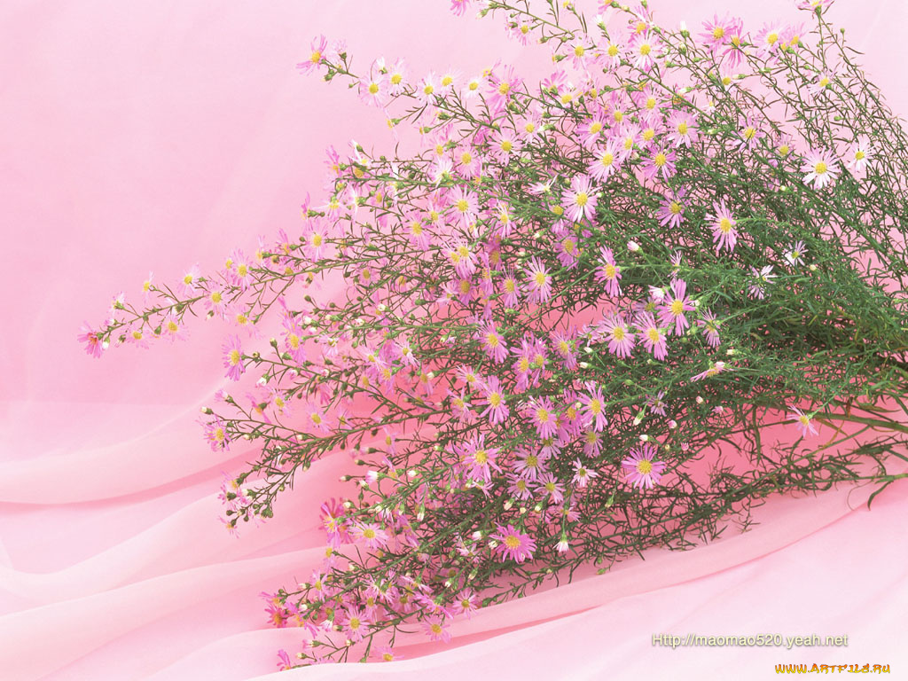 цветы, астры