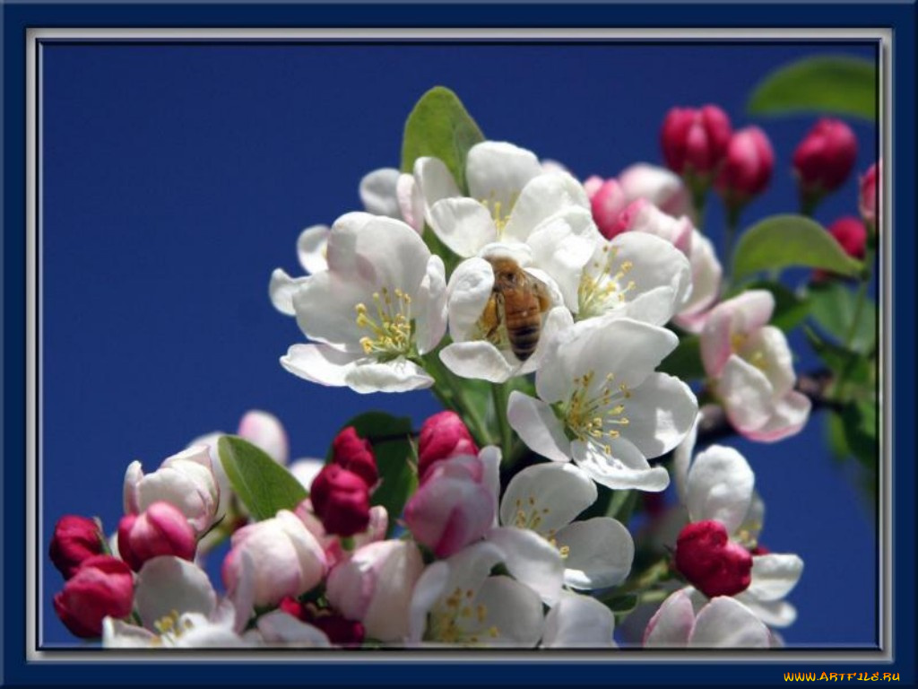 цветы, цветущие, деревья, кустарники