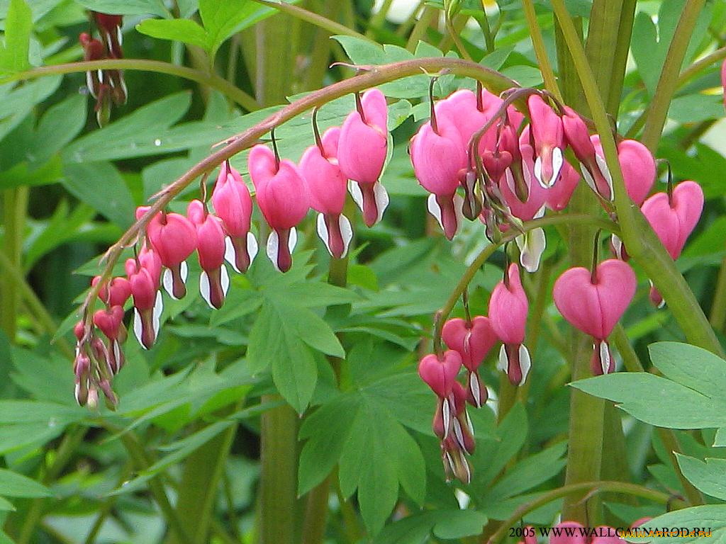 цветы, дицентра, разбитое, сердце