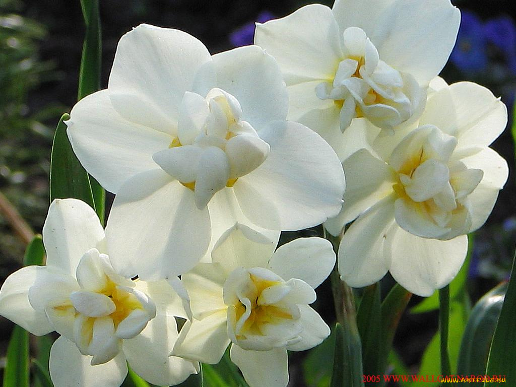 цветы, нарциссы