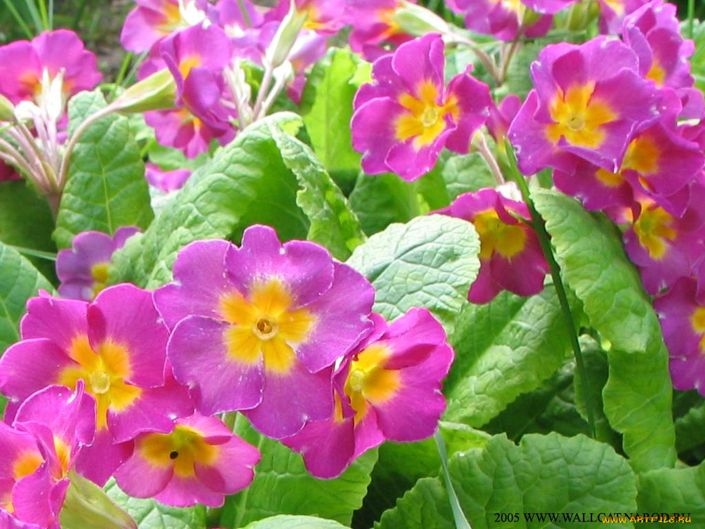 цветы, примулы