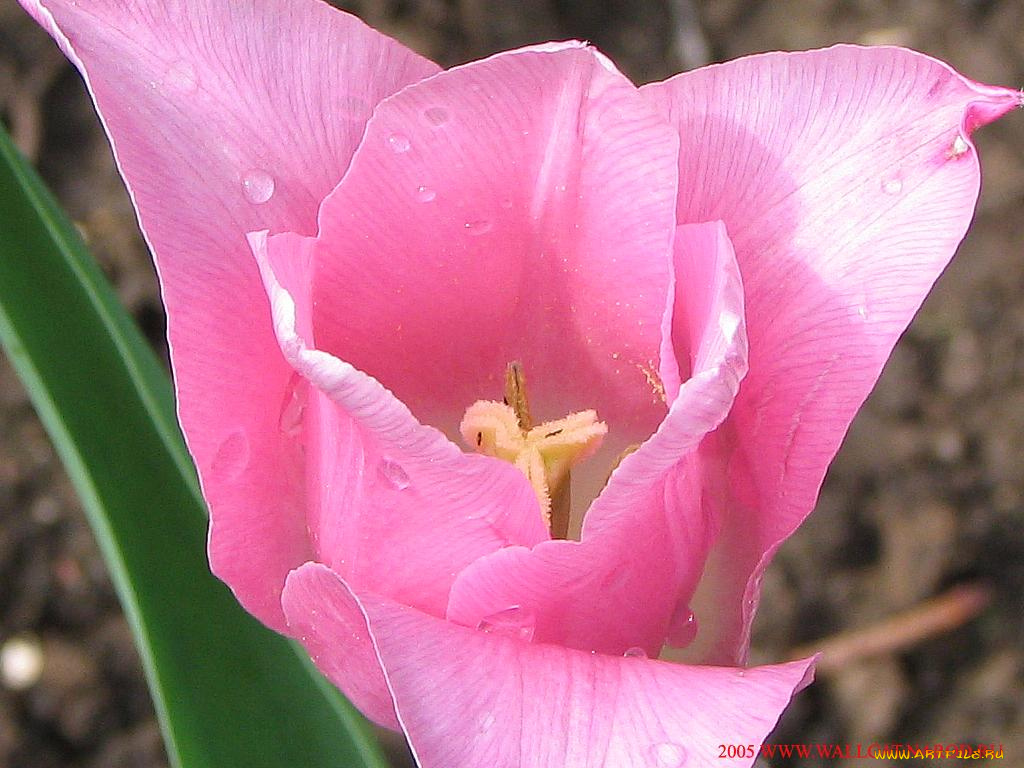 цветы, тюльпаны