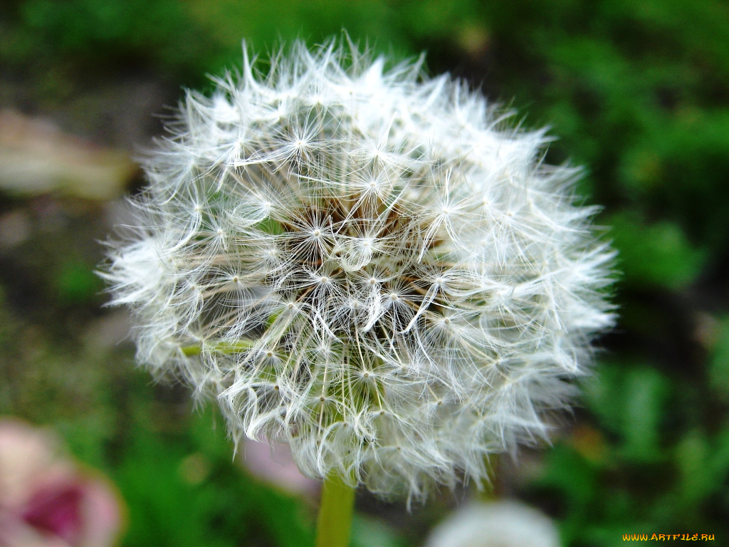 одуванчик, цветы, одуванчики