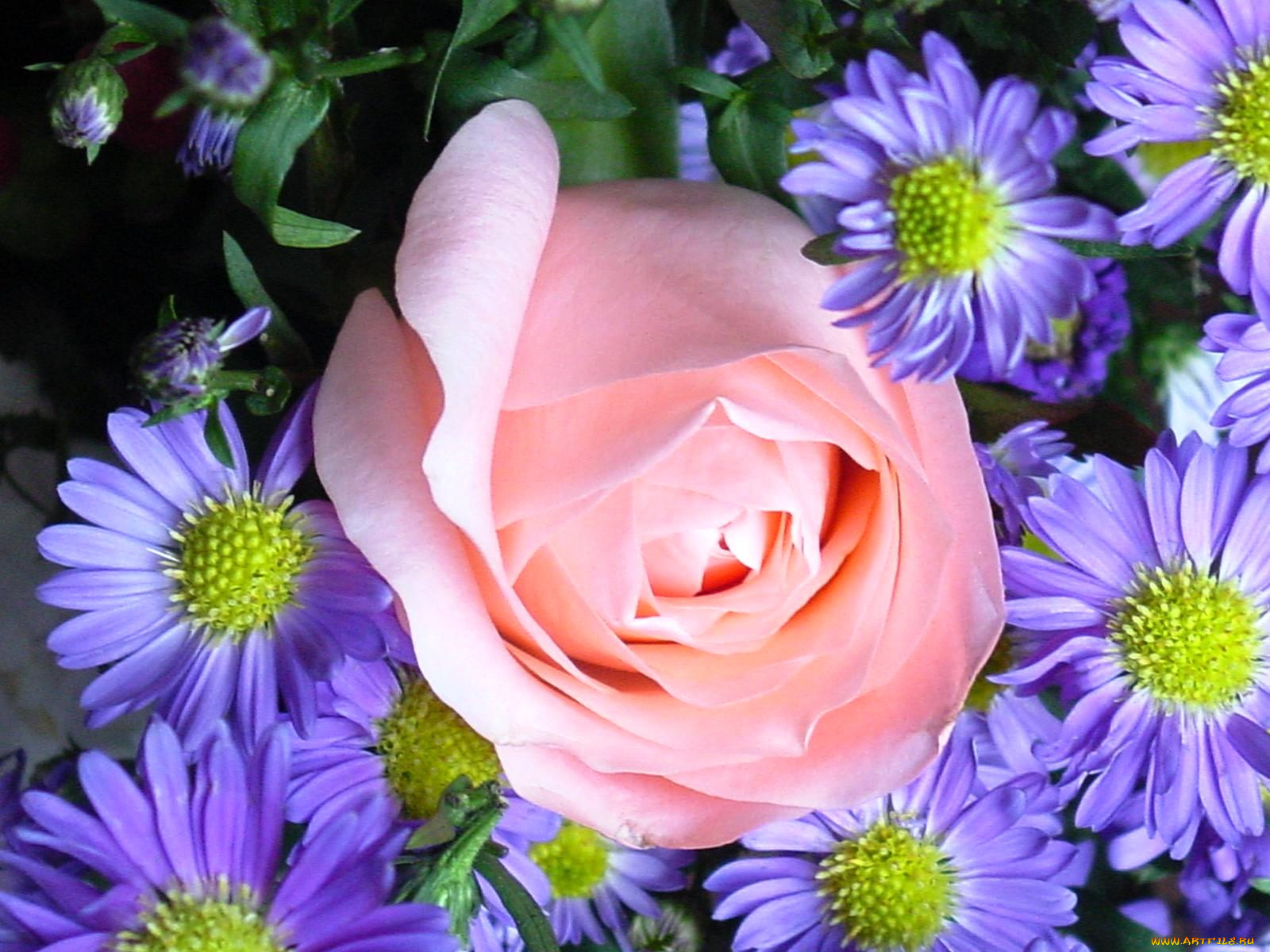 цветы, разные, вместе