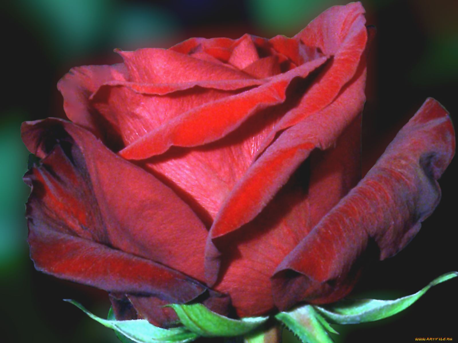 цветы, розы