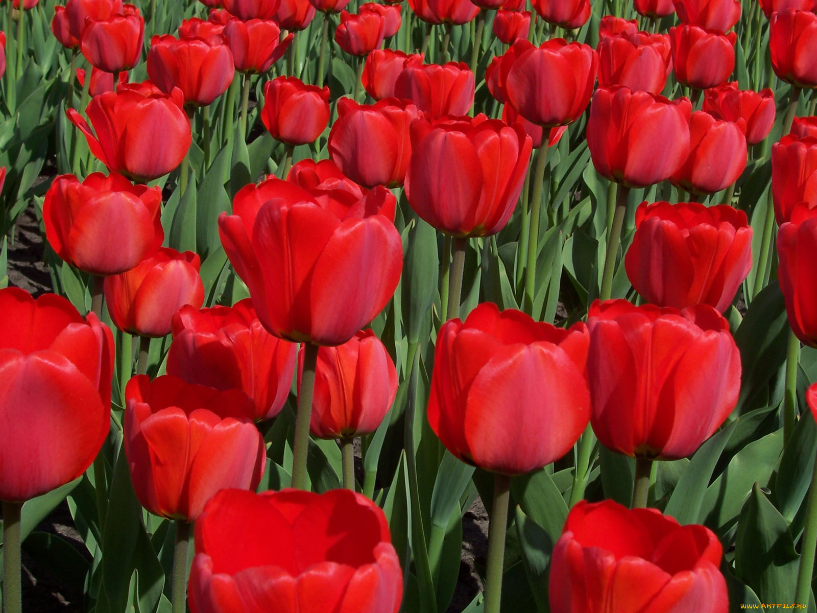 цветы, тюльпаны