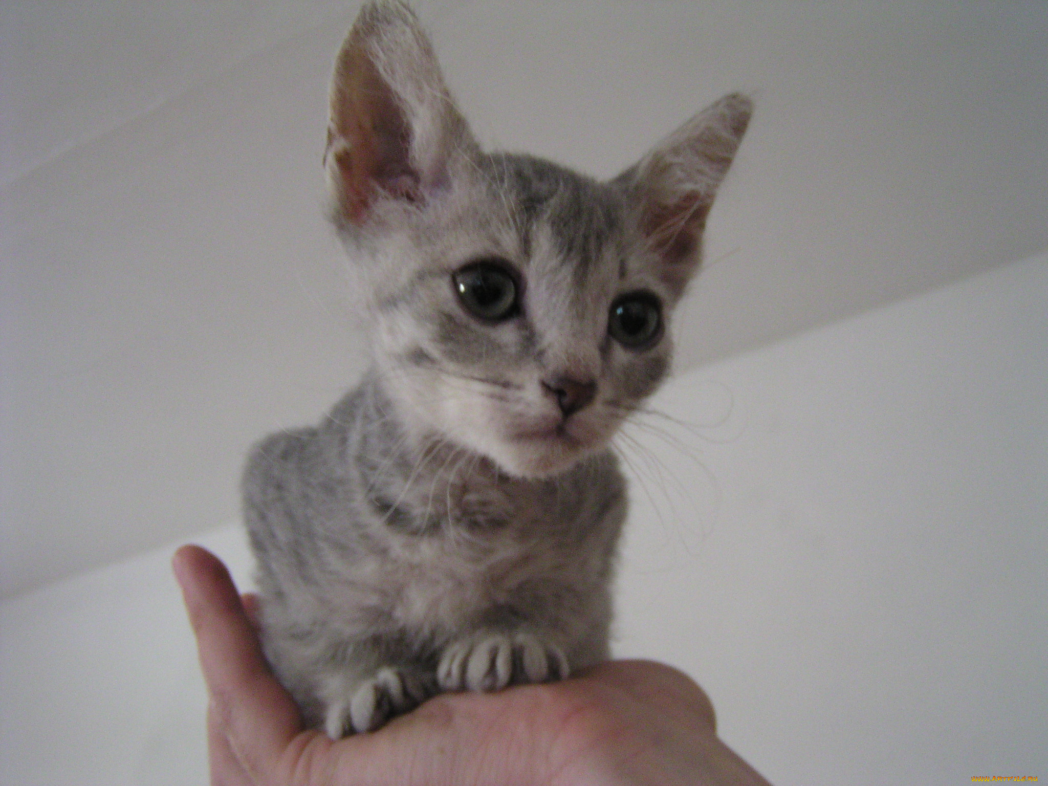 тимерхан, животные, коты