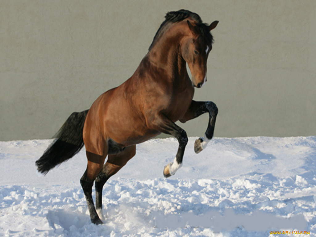 животные, лошади