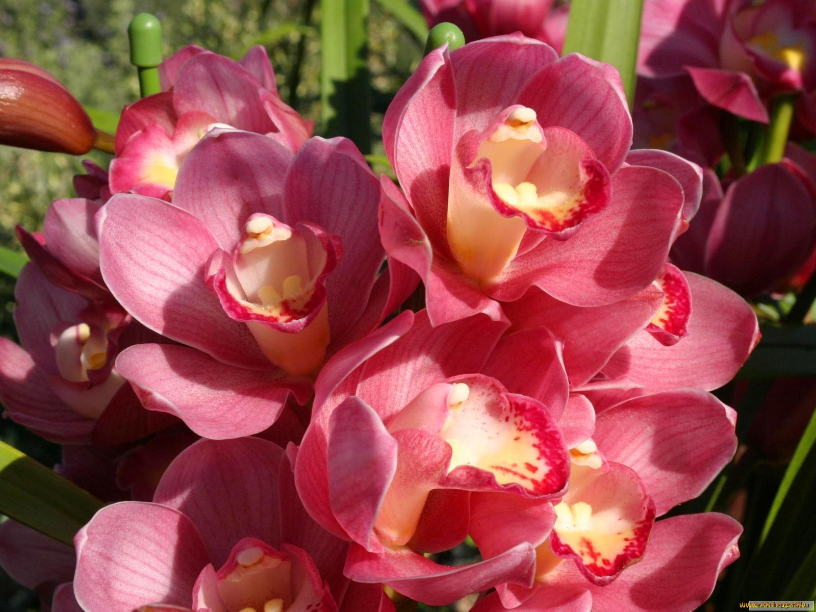 цветы, орхидеи