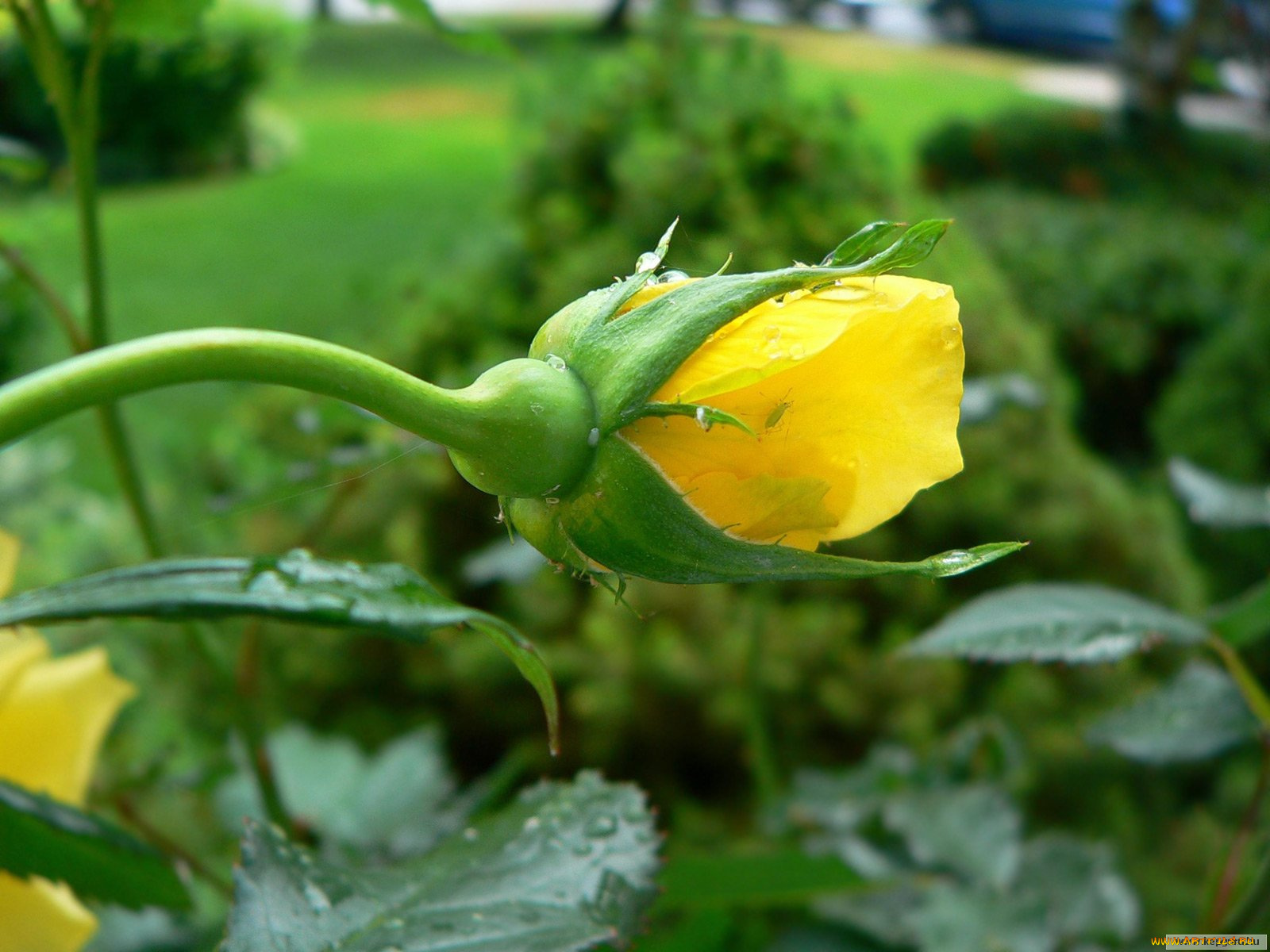 цветы, розы