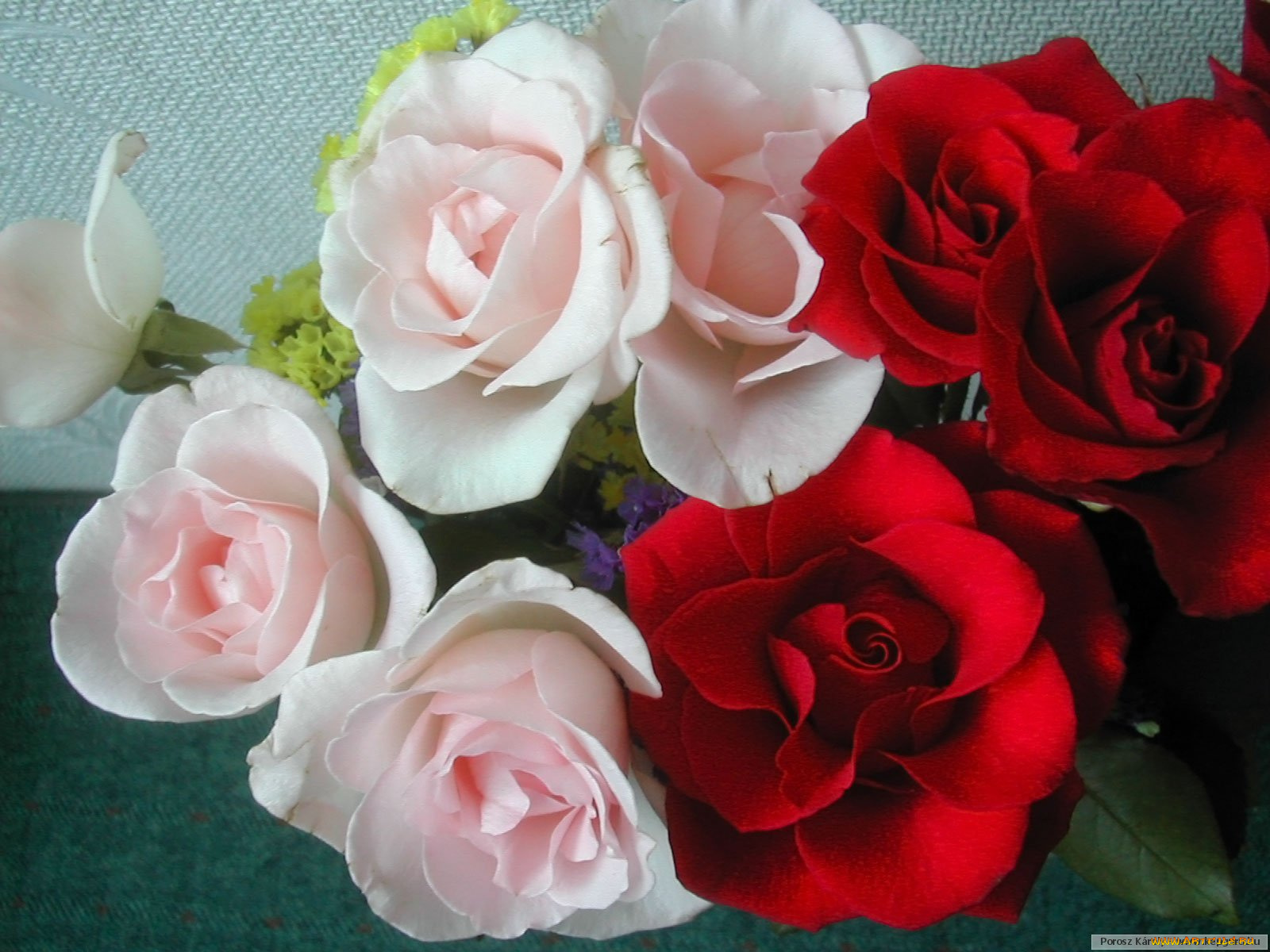 цветы, розы