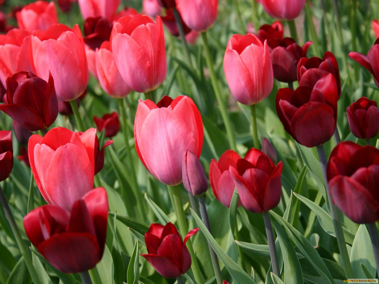 цветы, тюльпаны