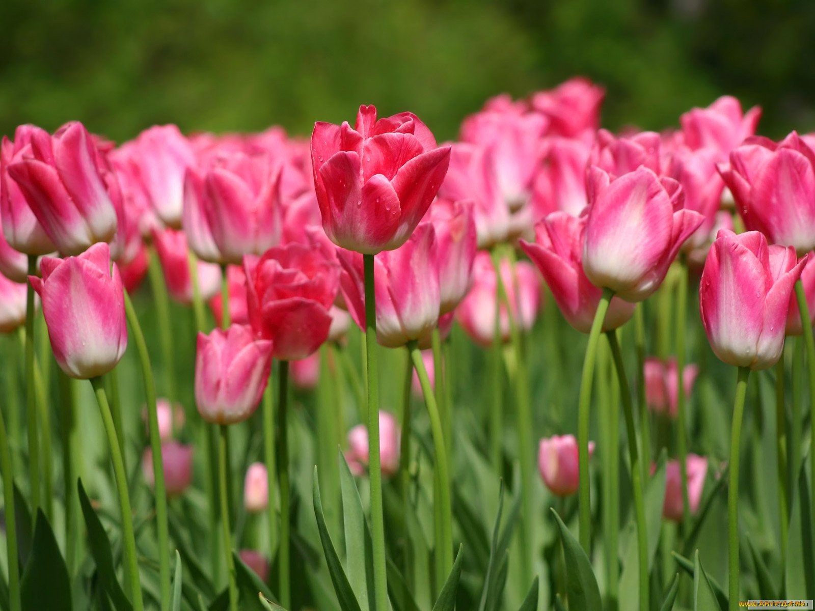 цветы, тюльпаны