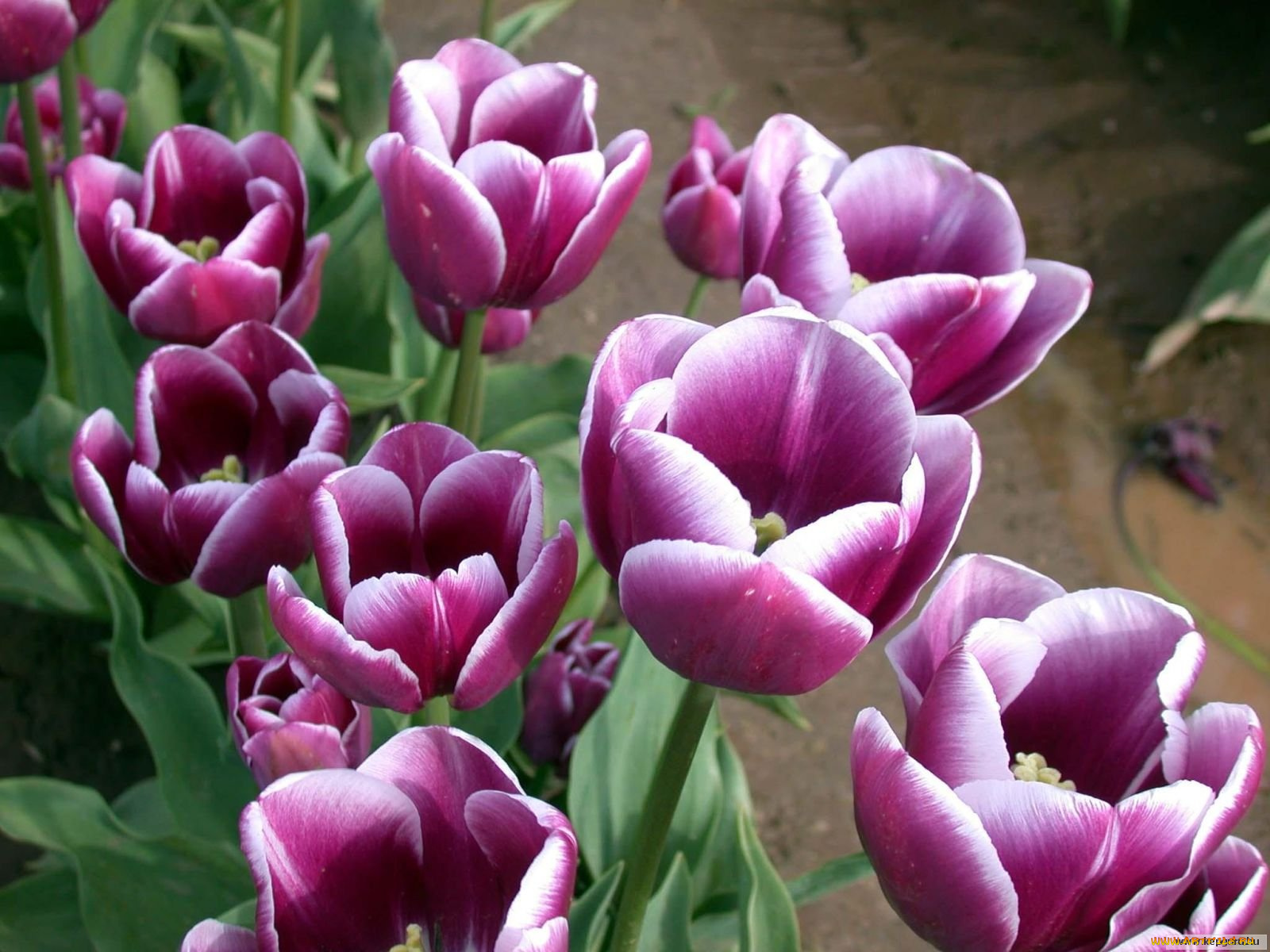 цветы, тюльпаны