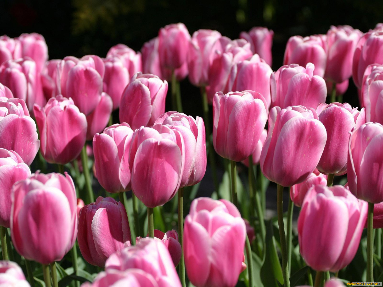 цветы, тюльпаны