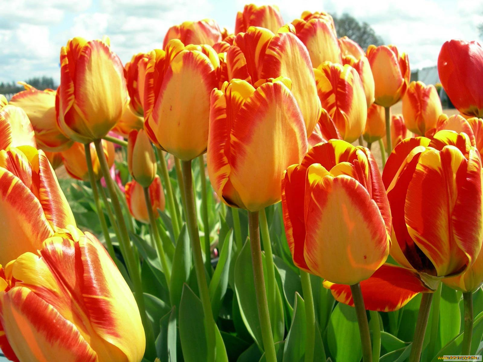 цветы, тюльпаны