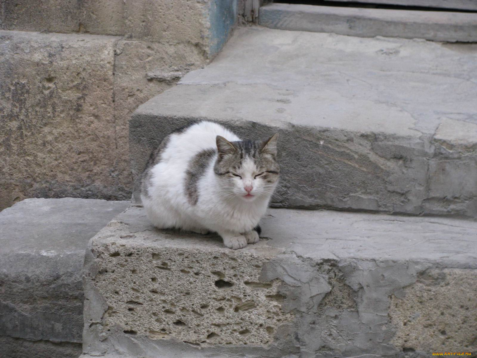 животные, коты