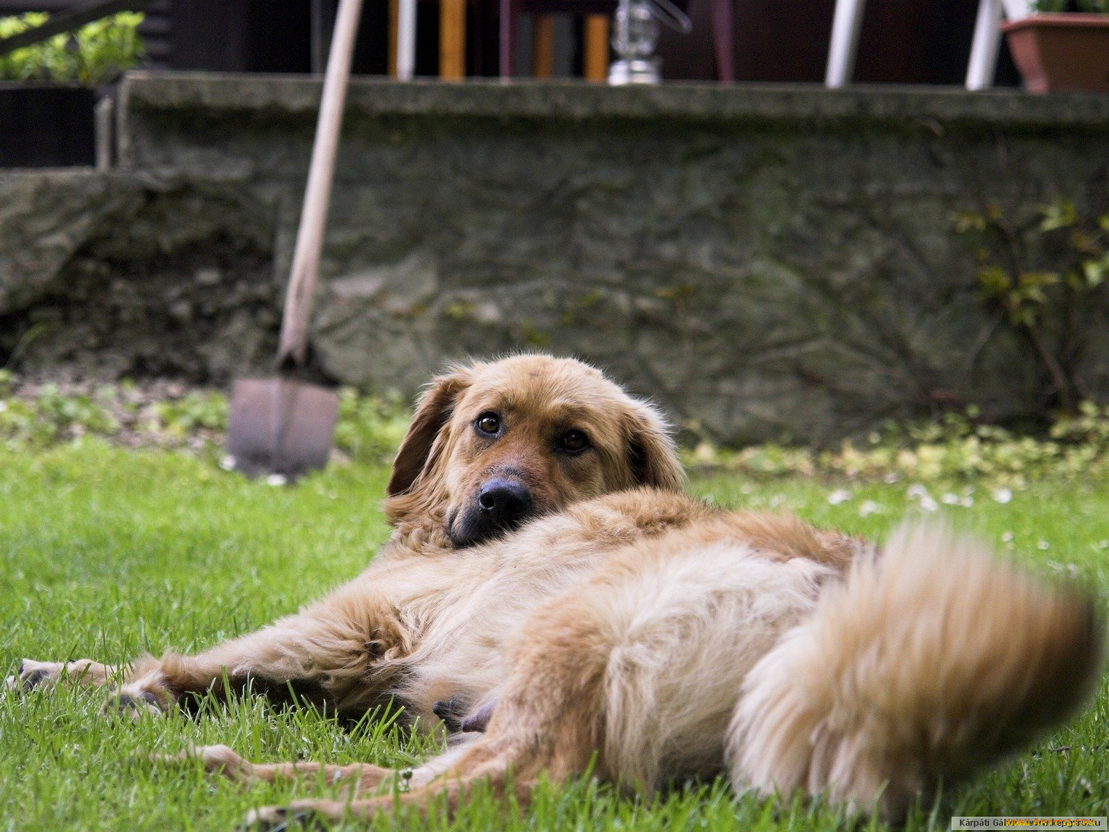 животные, собаки