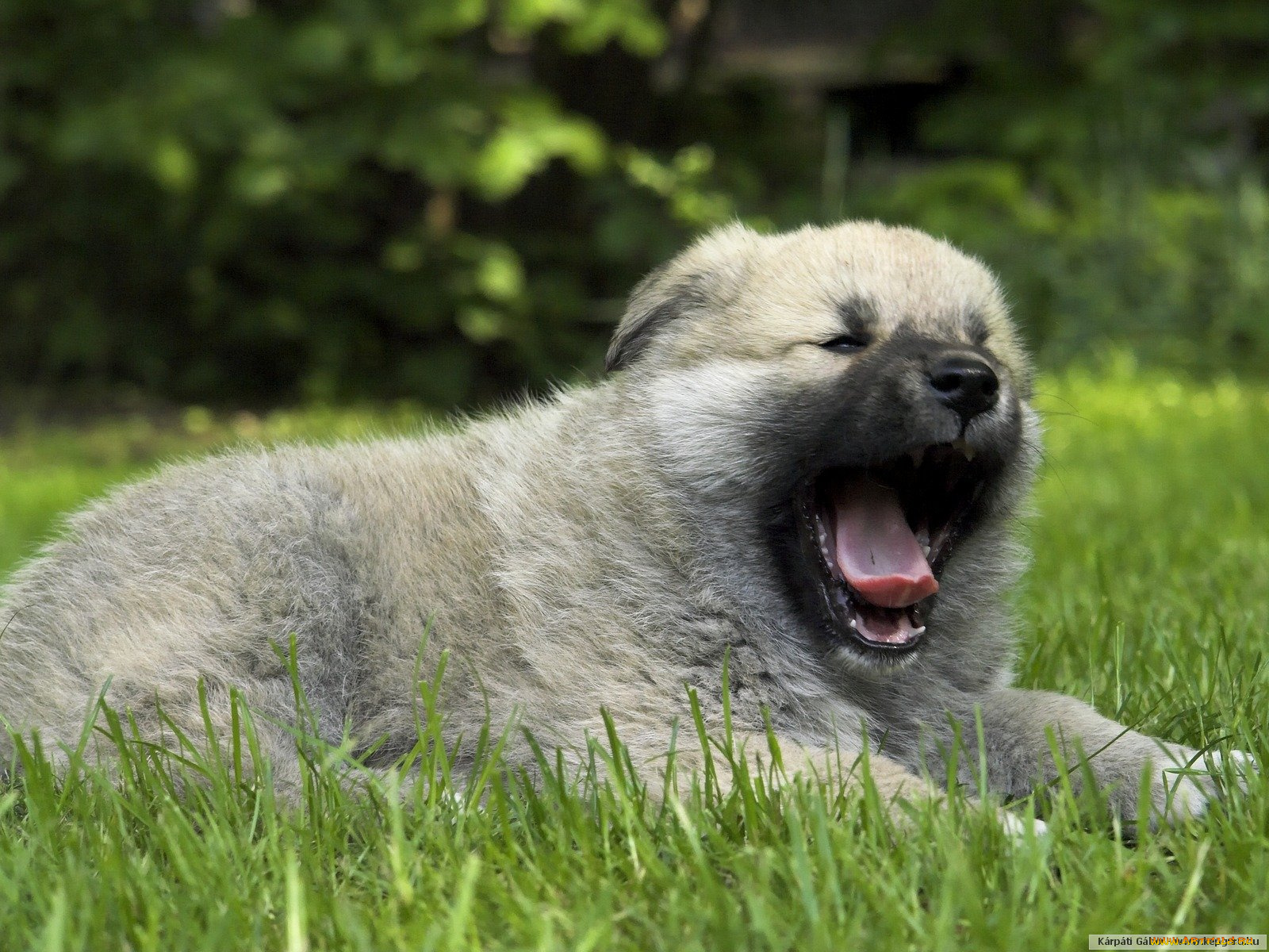 животные, собаки